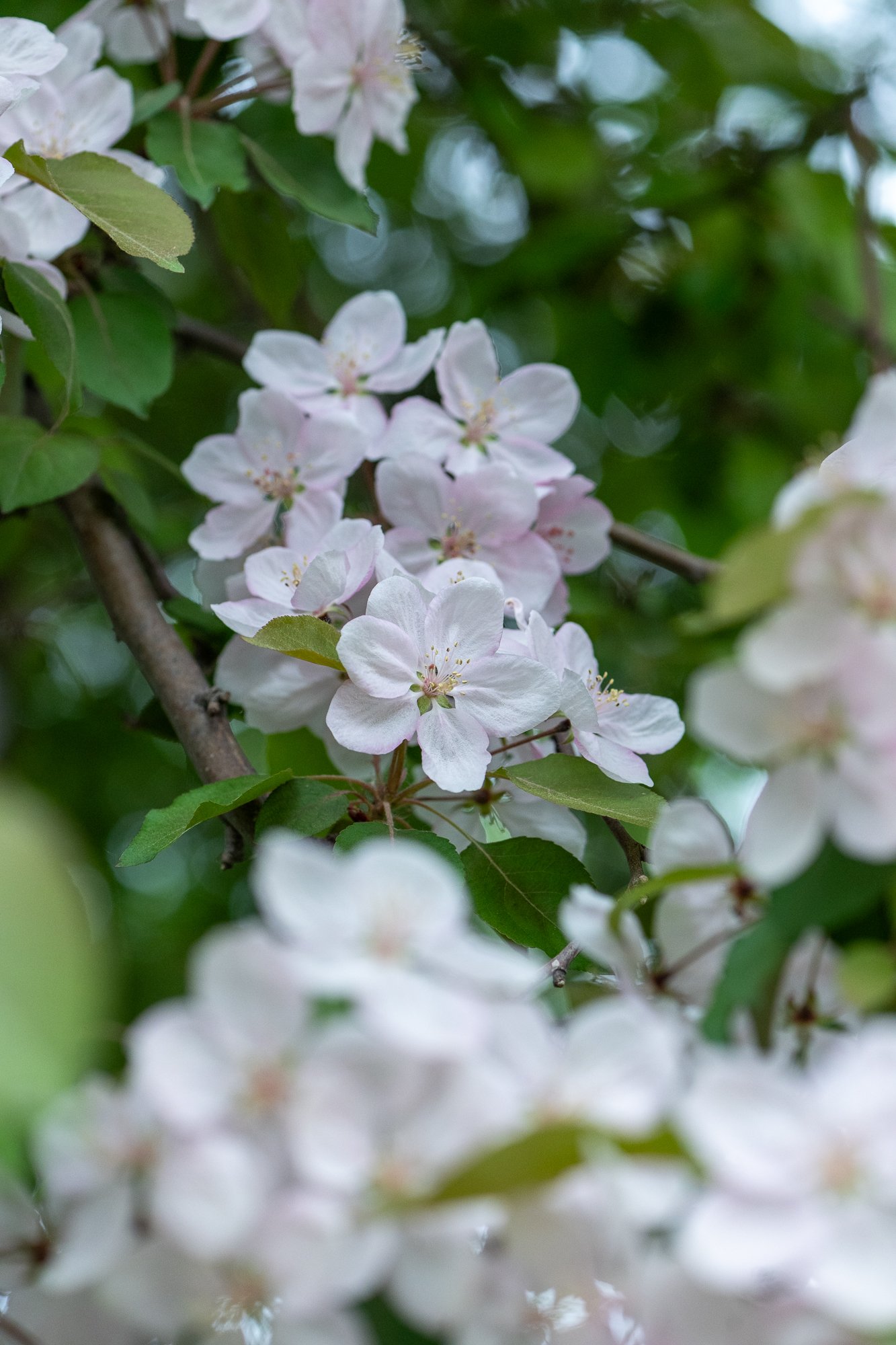 Ryan Lucenkiw_ornamental blossoms-2534.jpg