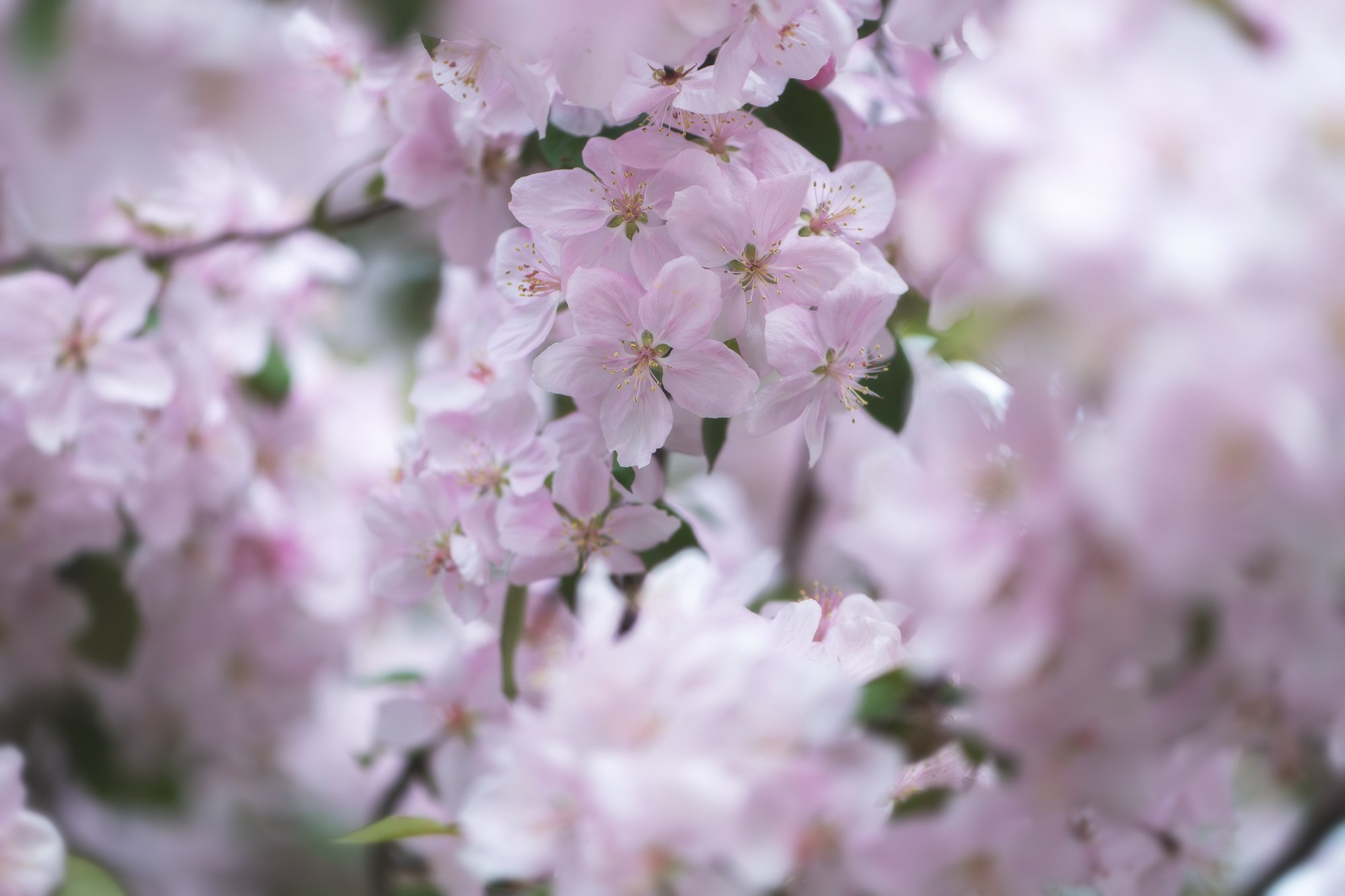 Ryan Lucenkiw_ornamental blossoms-2542.jpg