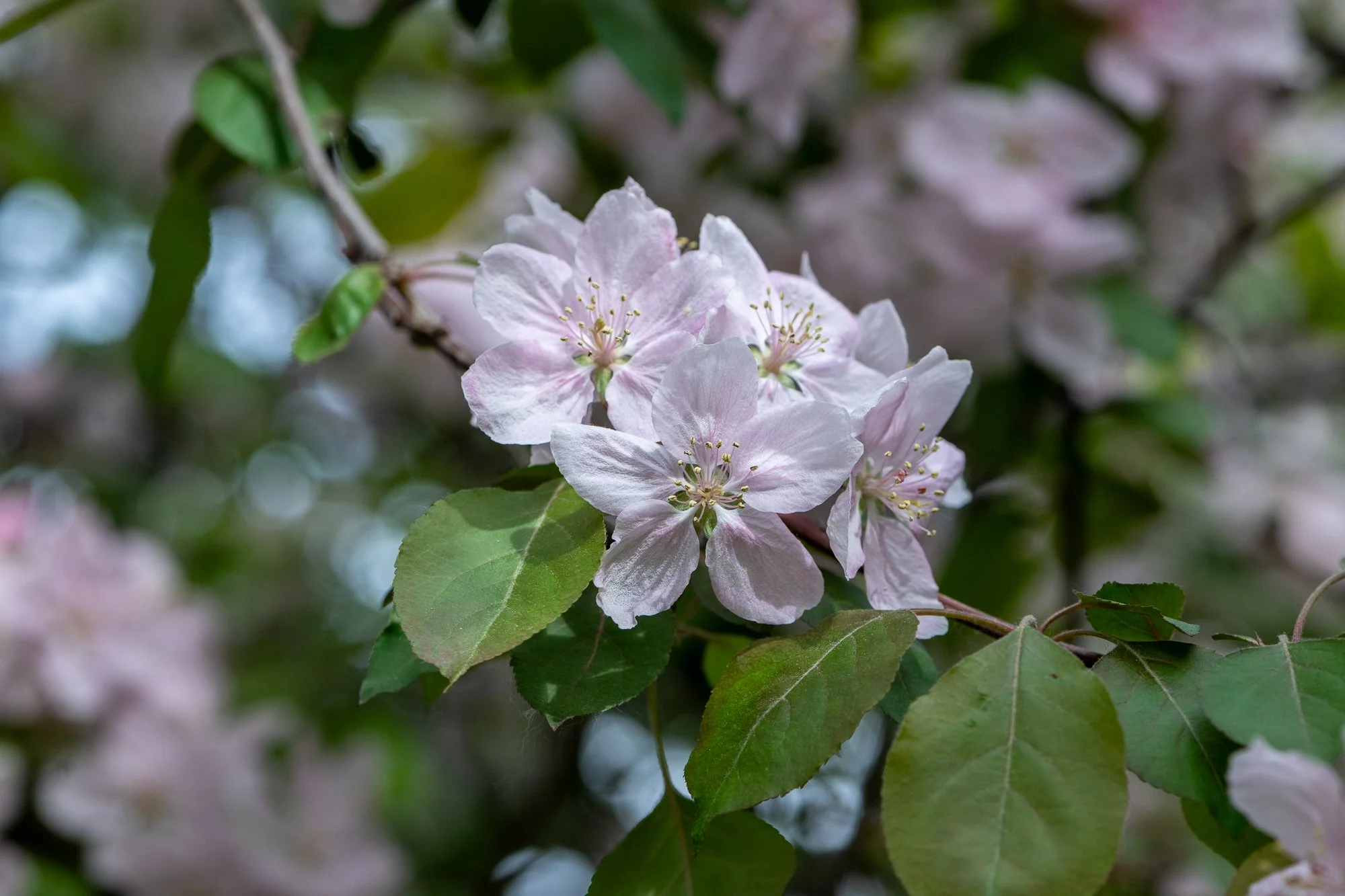 Ryan Lucenkiw_ornamental blossoms-2580.jpg