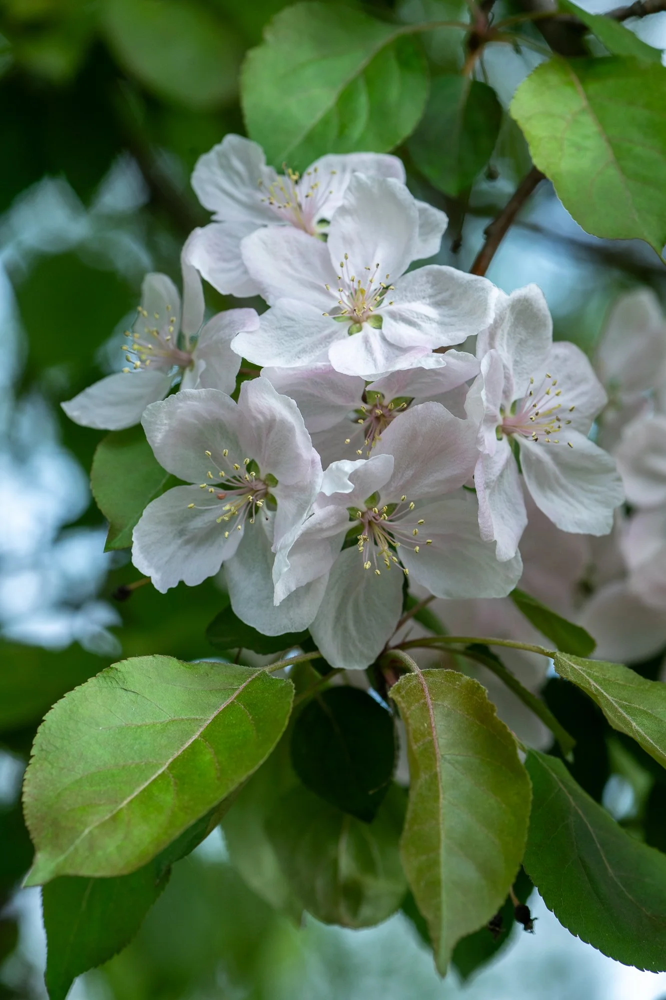 Ryan Lucenkiw_ornamental blossoms-2582.jpg