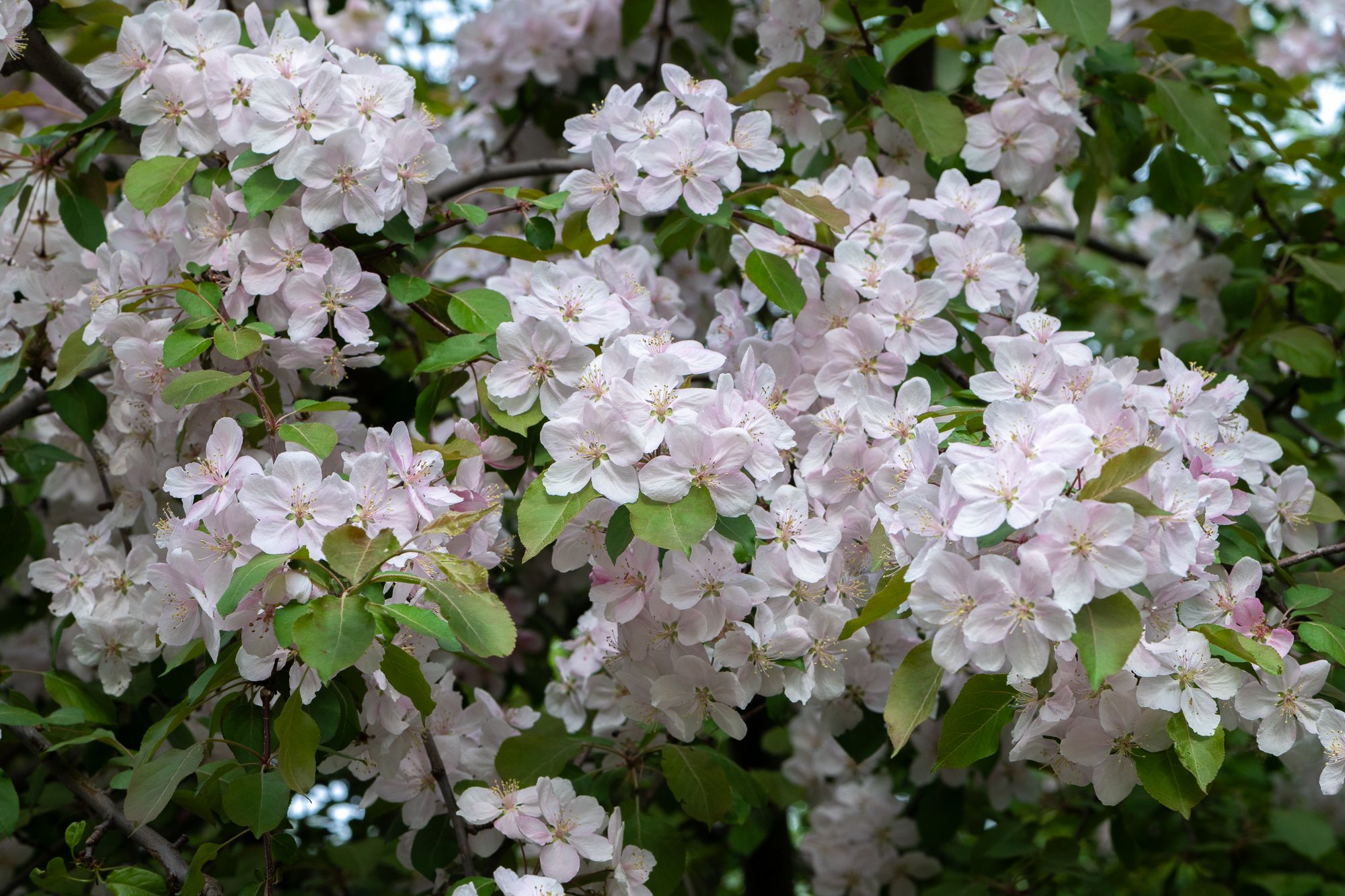 Ryan Lucenkiw_ornamental blossoms-2589.jpg