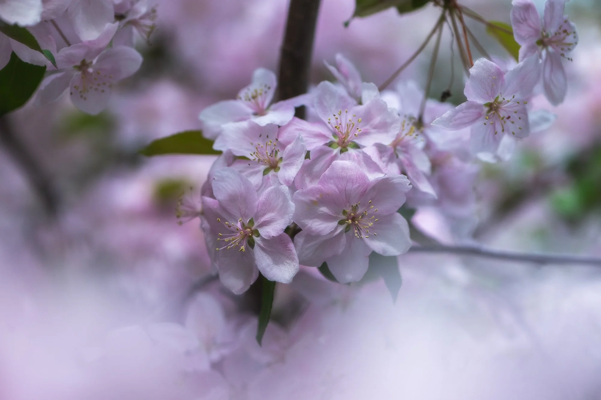 Ryan Lucenkiw_ornamental blossoms-2601.jpg