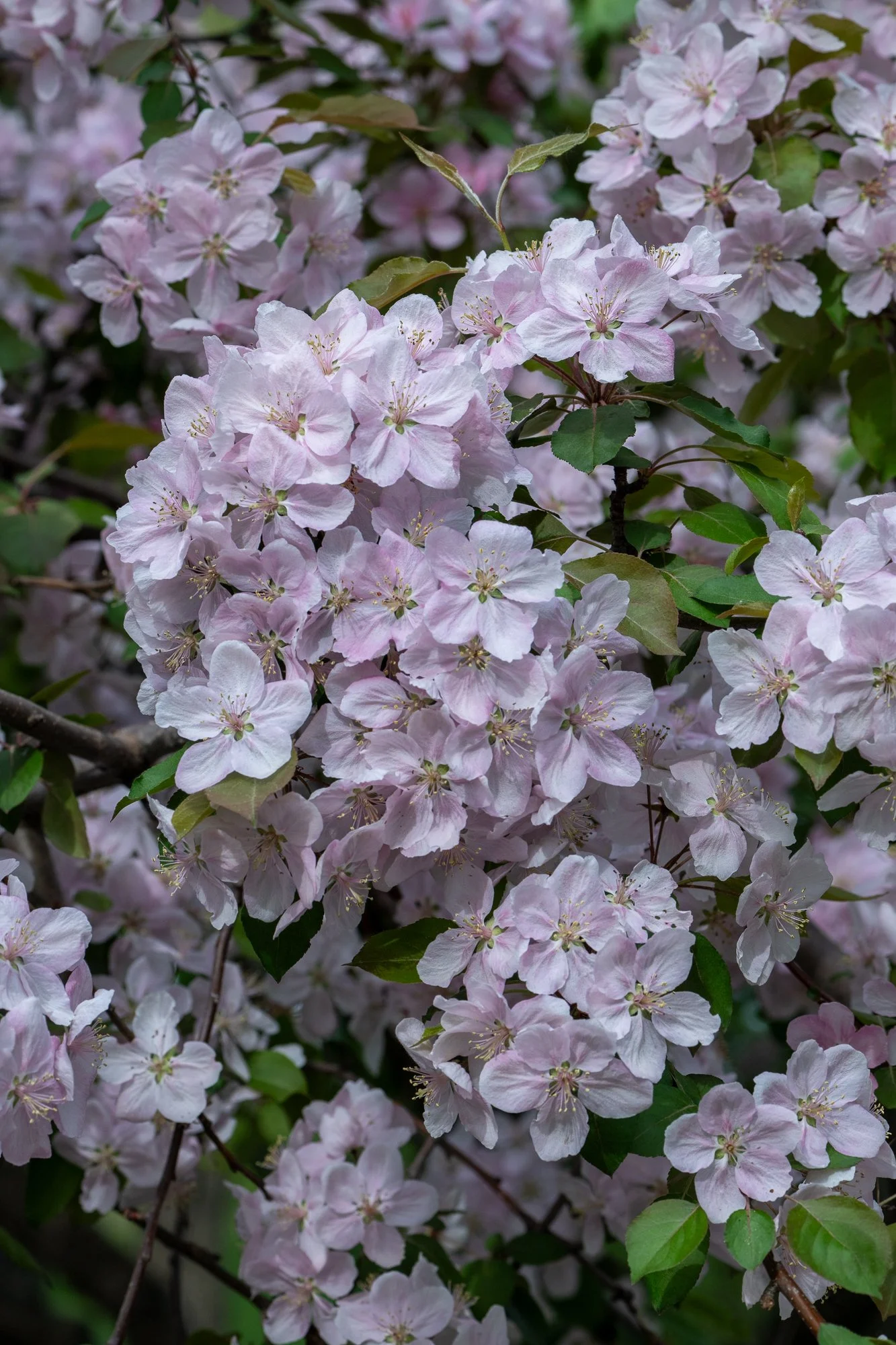 Ryan Lucenkiw_ornamental blossoms-2610.jpg
