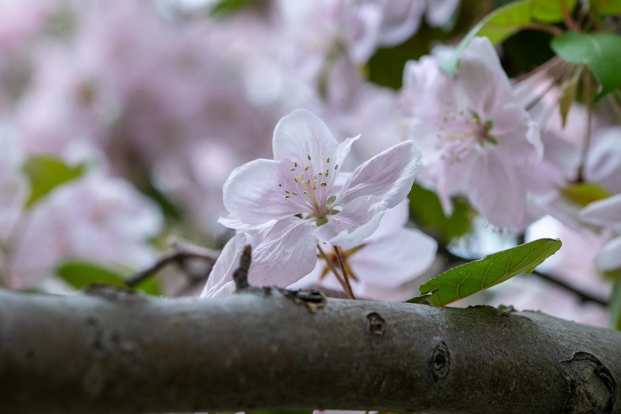 Ryan Lucenkiw_ornamental blossoms-2632.jpg