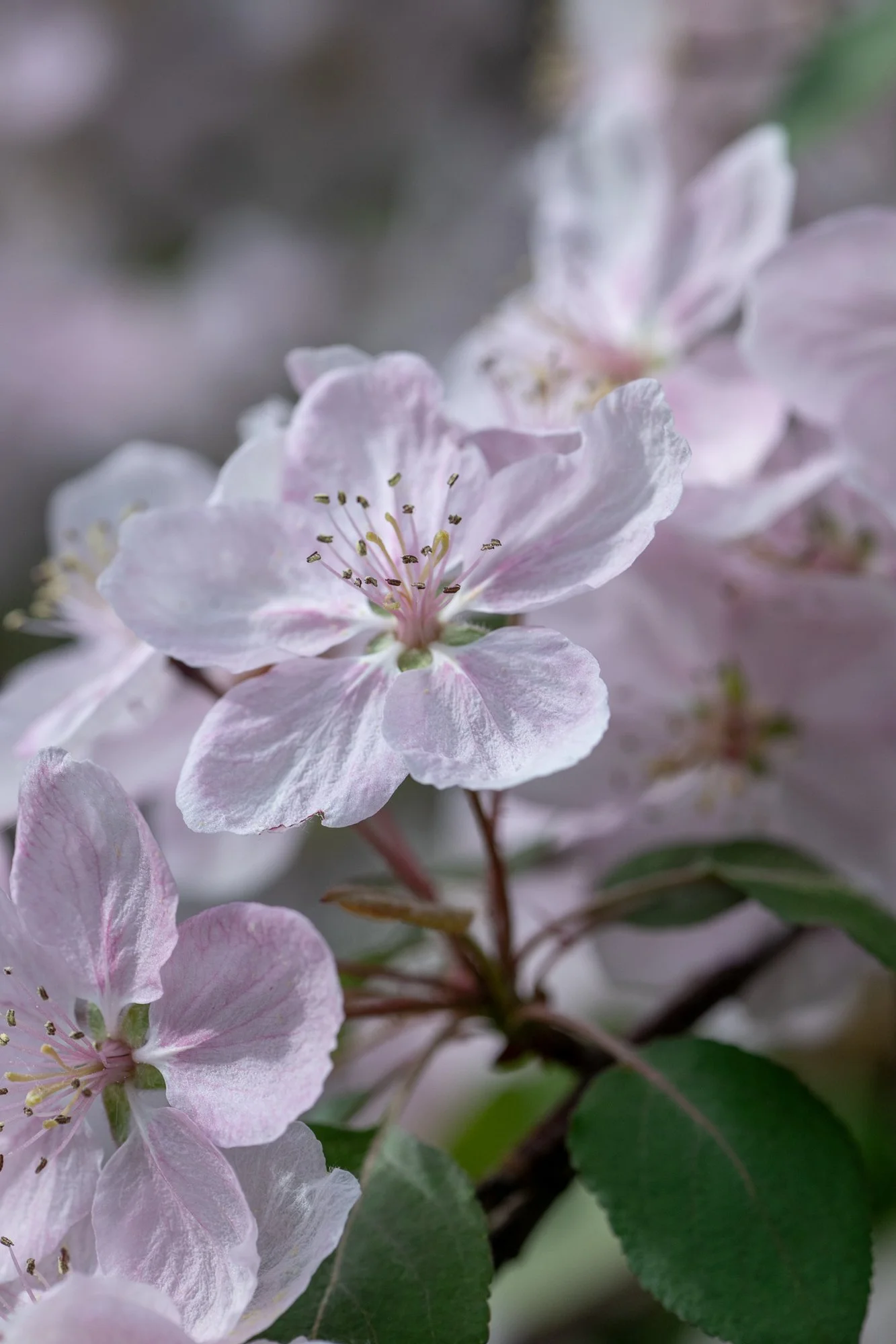 Ryan Lucenkiw_ornamental blossoms-2642.jpg