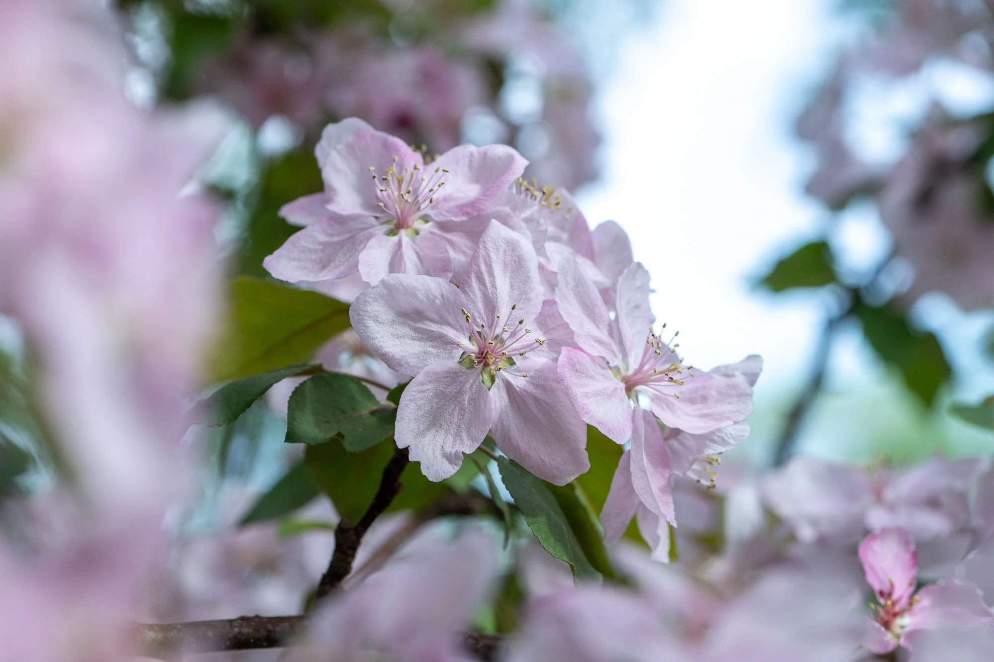 Ryan Lucenkiw_ornamental blossoms-2656.jpg