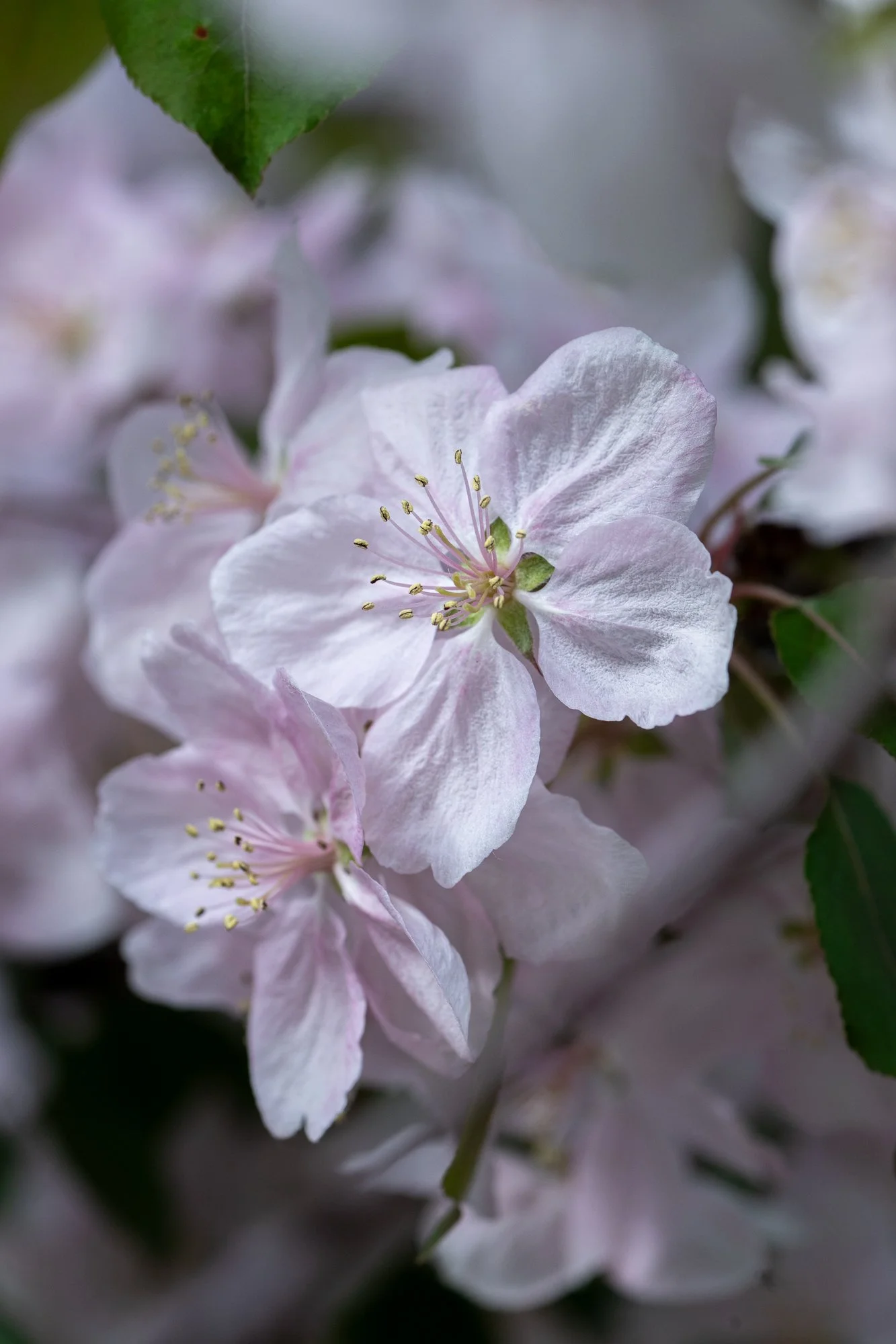 Ryan Lucenkiw_ornamental blossoms-2671.jpg