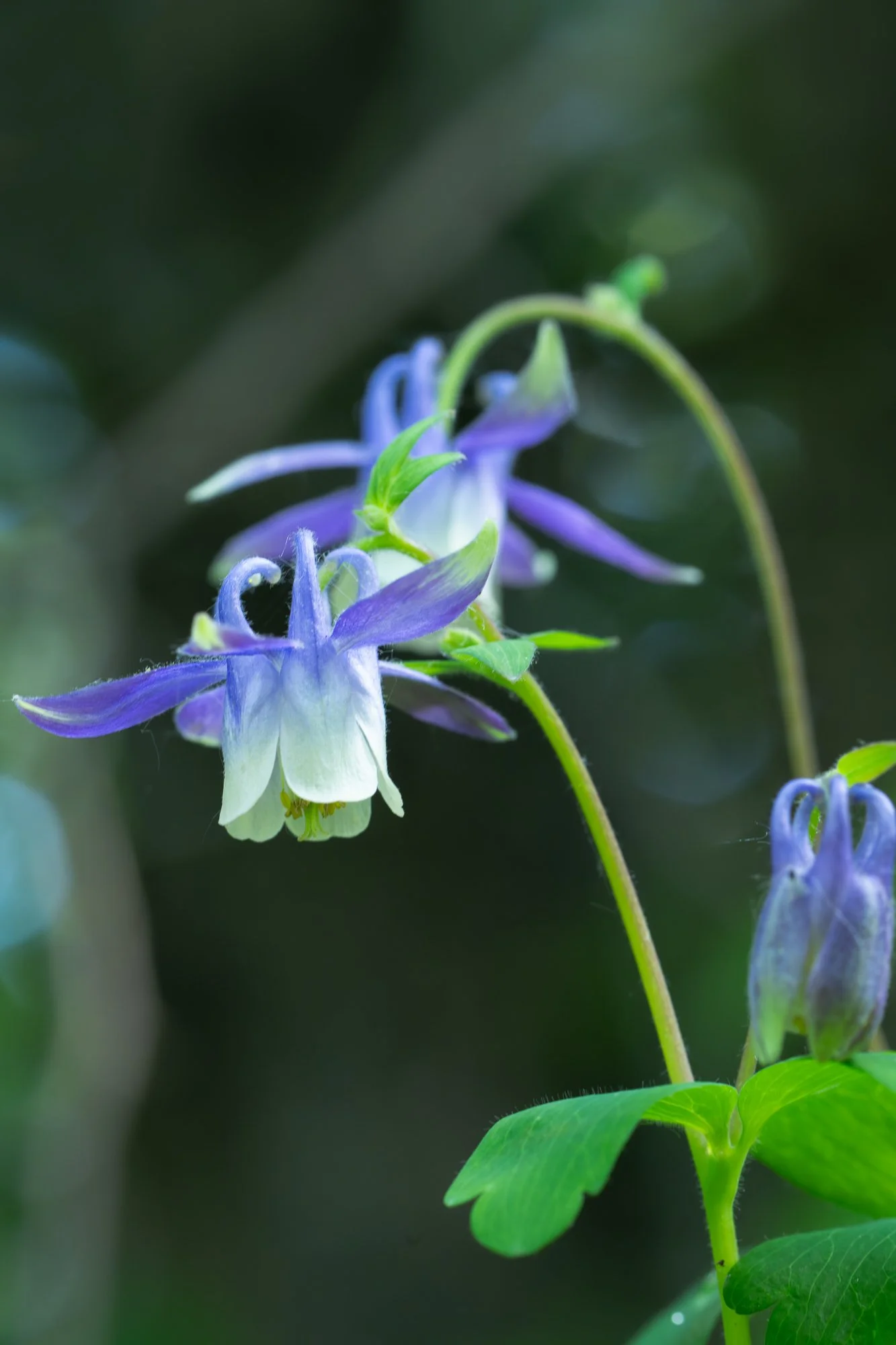 Small-flowered Columbine