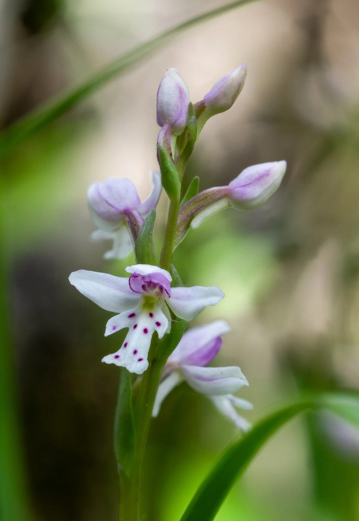 Small Round-leaved Orchid