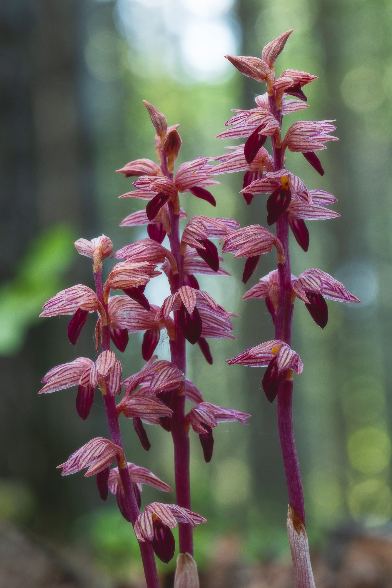 Striped Coral Root