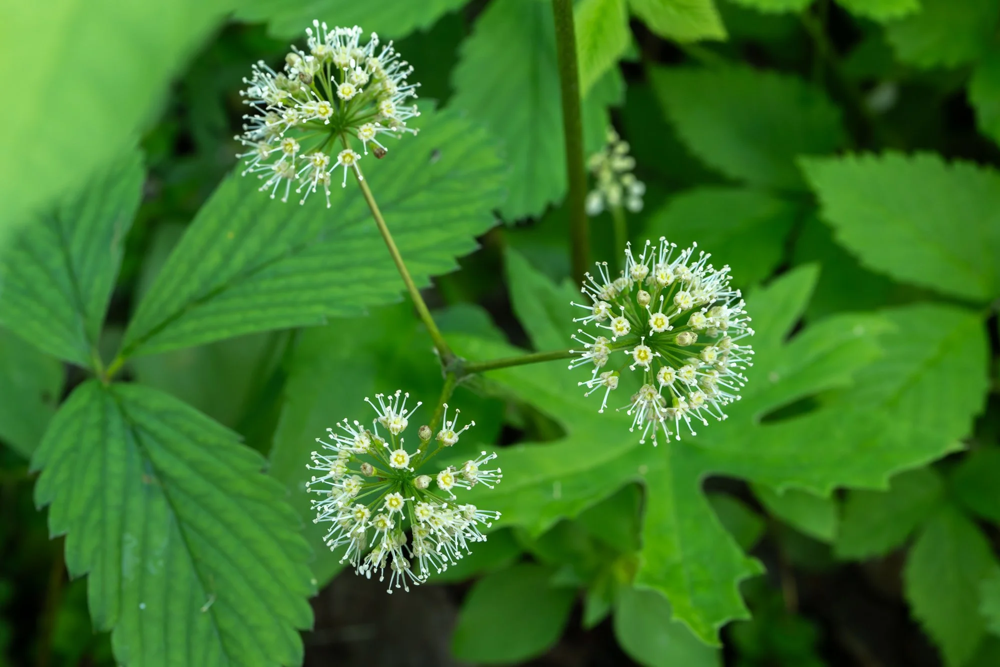 Sarsaparilla
