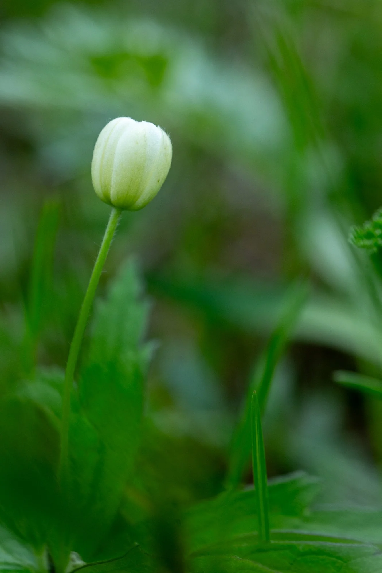 Canada Anemone