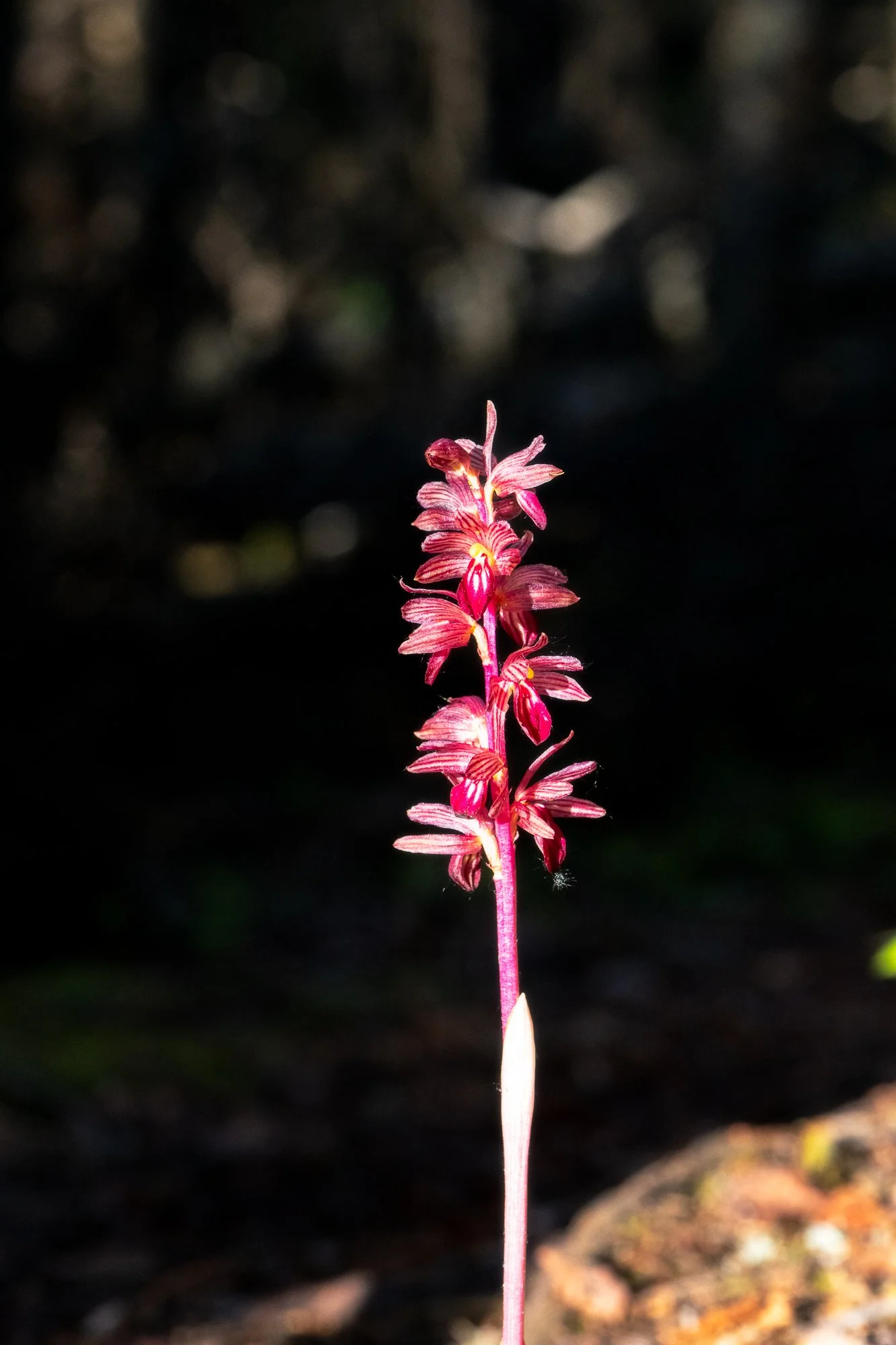 Striped Coral Root