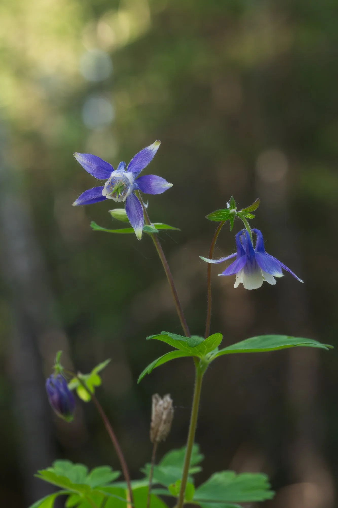 Small-Flowered Columbine