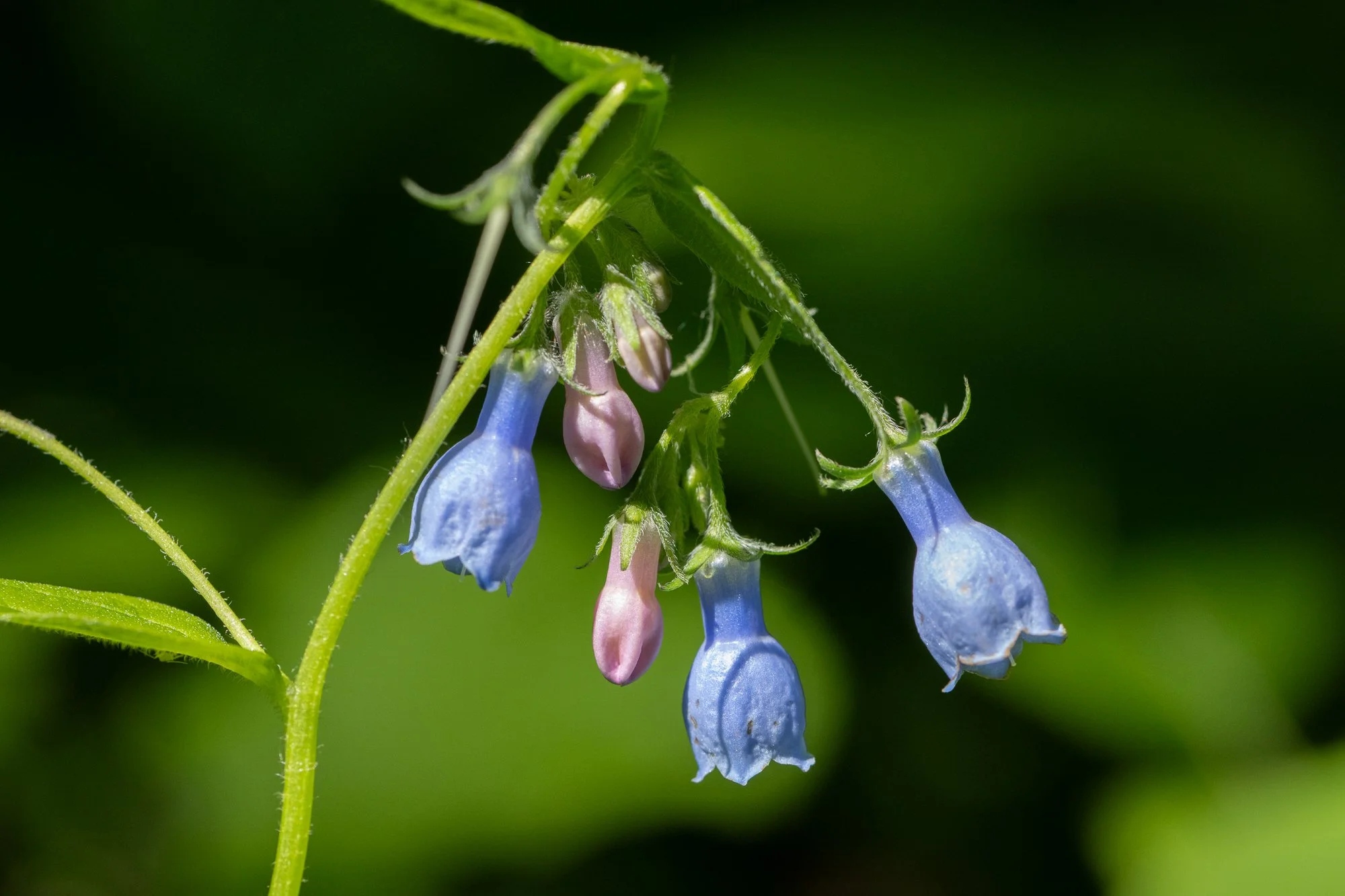 Mertensia