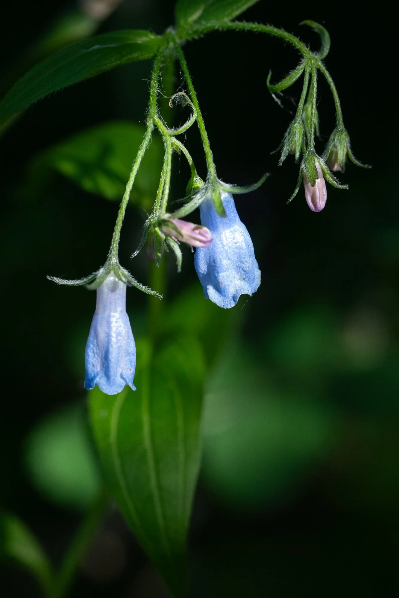 Mertensia