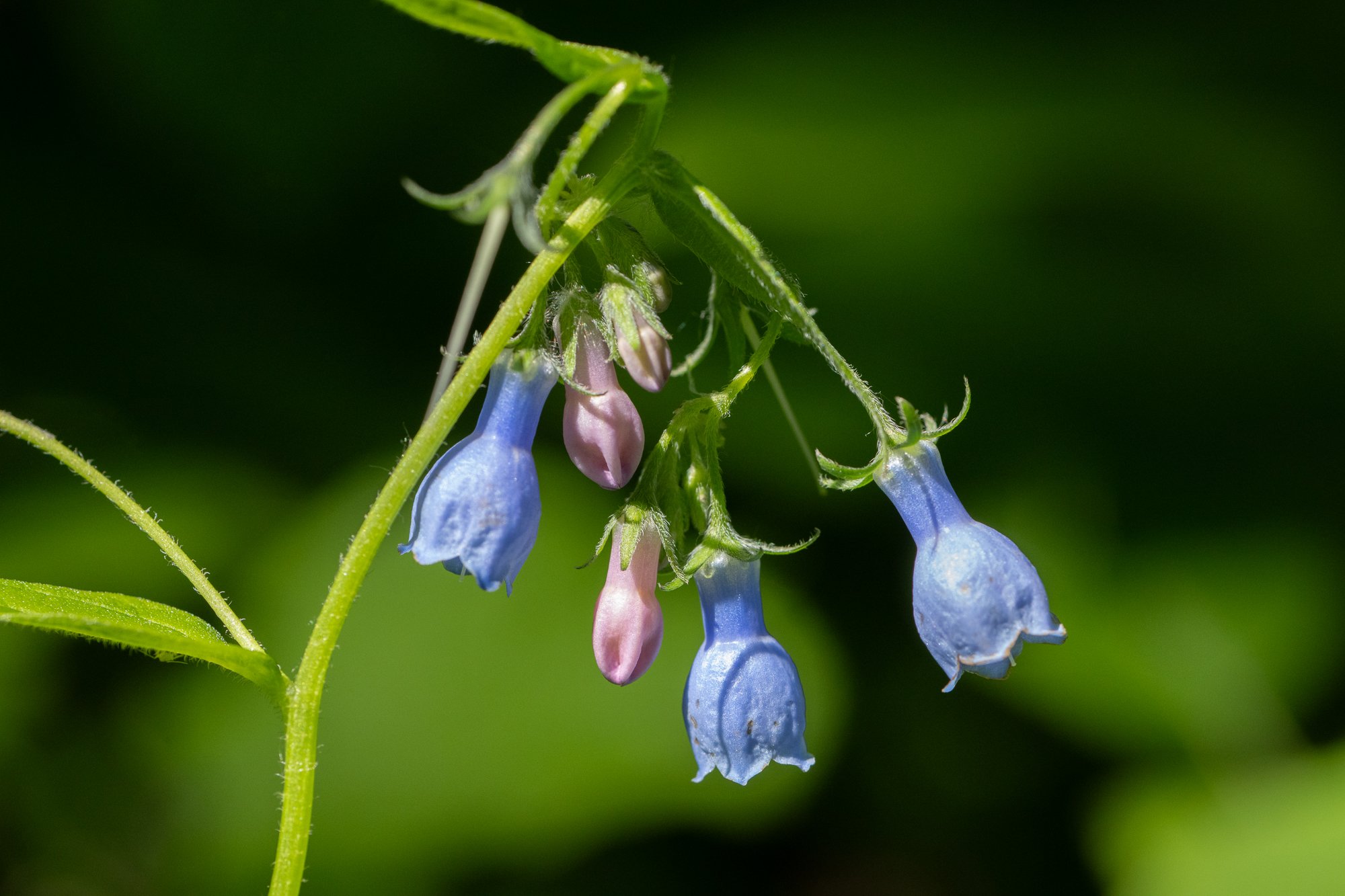 Riding Mountain National Park - June Flowers 2026