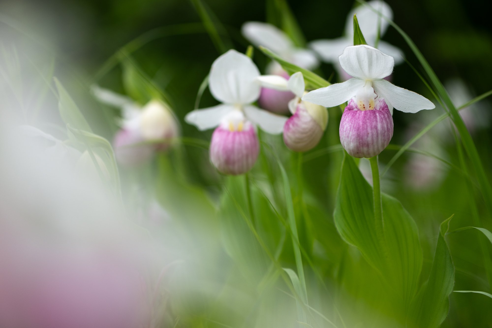 Summer Flowers - June/July 2026