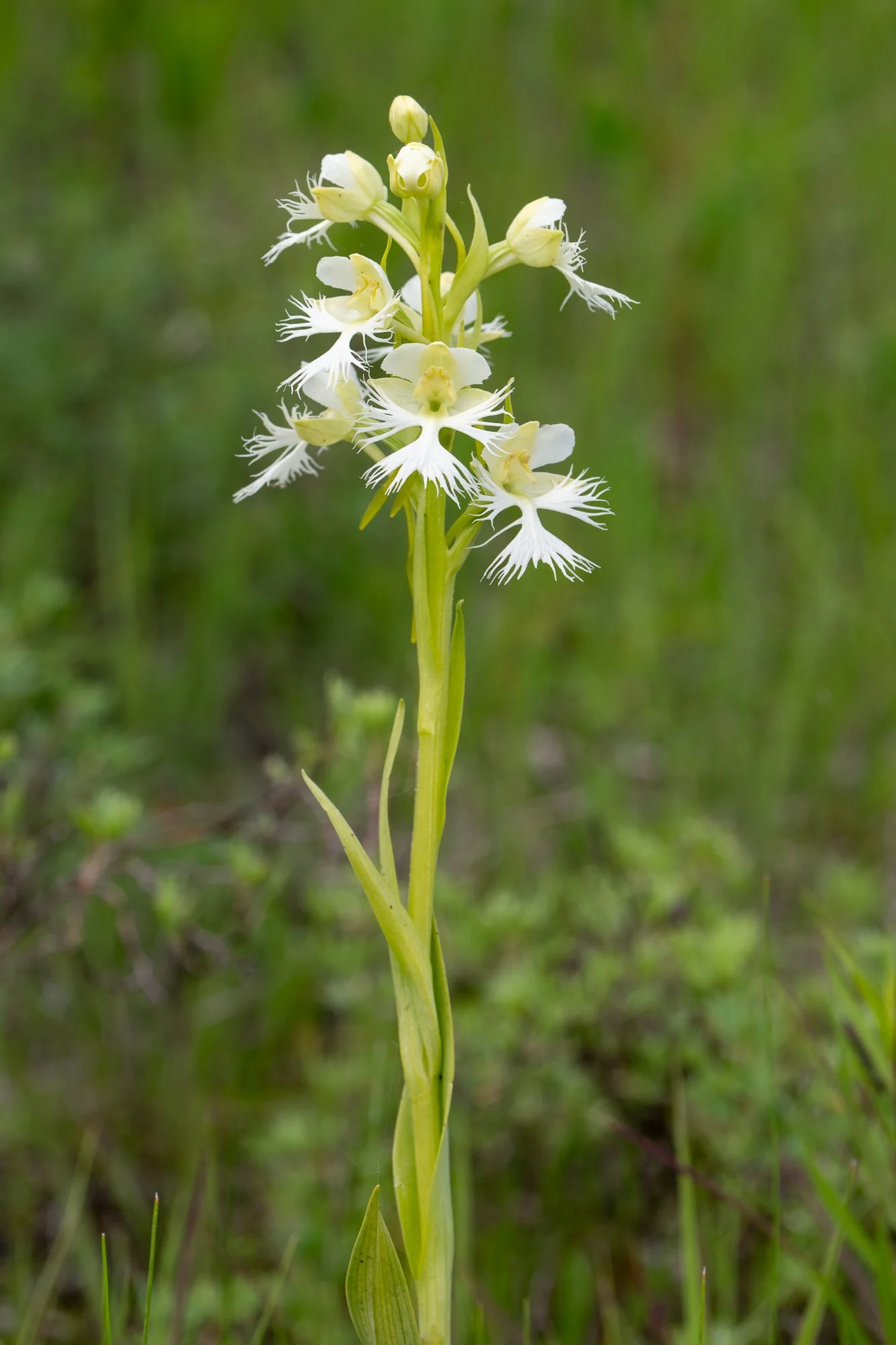 Western Prairie Fringed Orchid