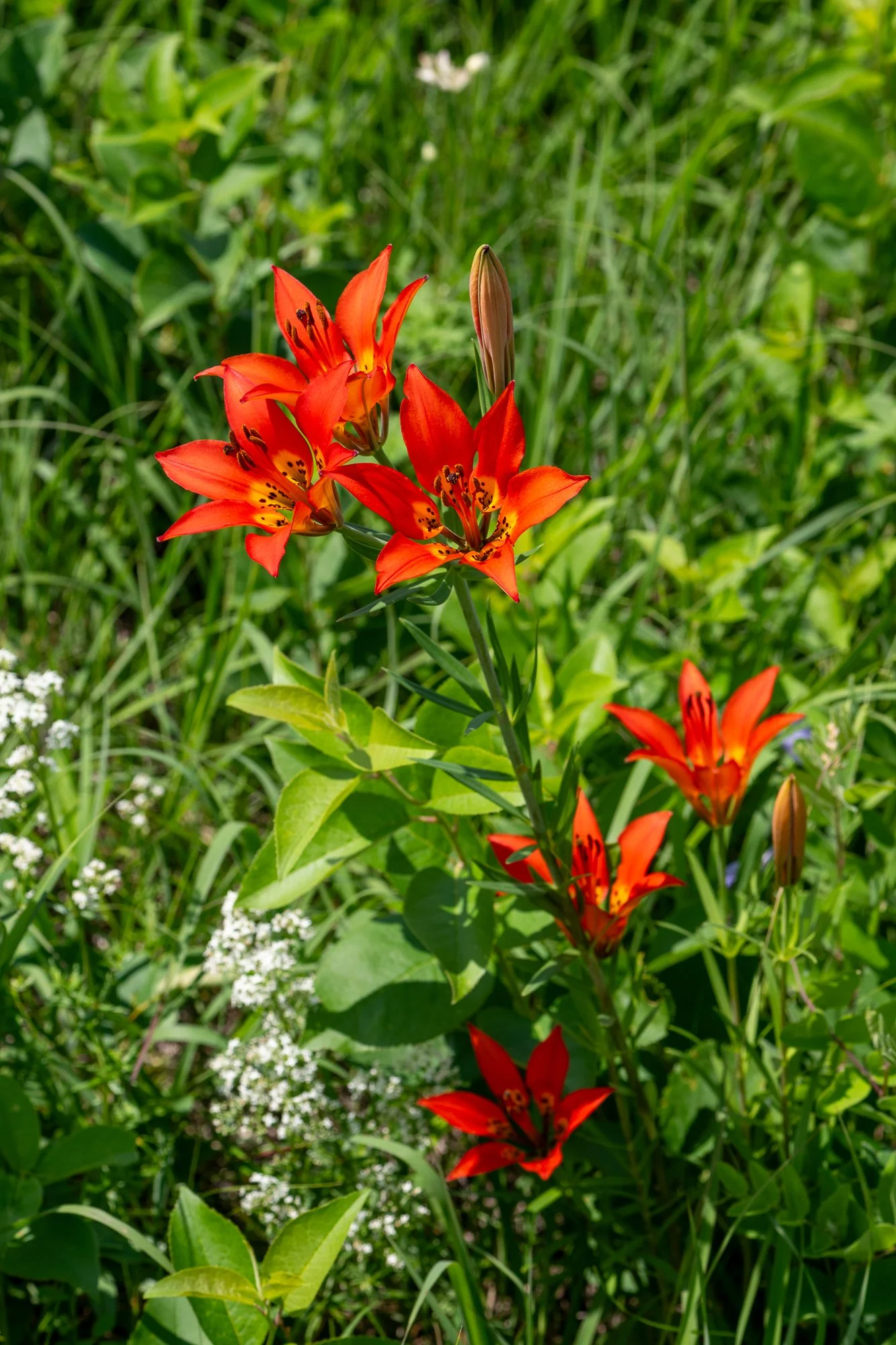 Wood Lily, Northern Bedstraw
