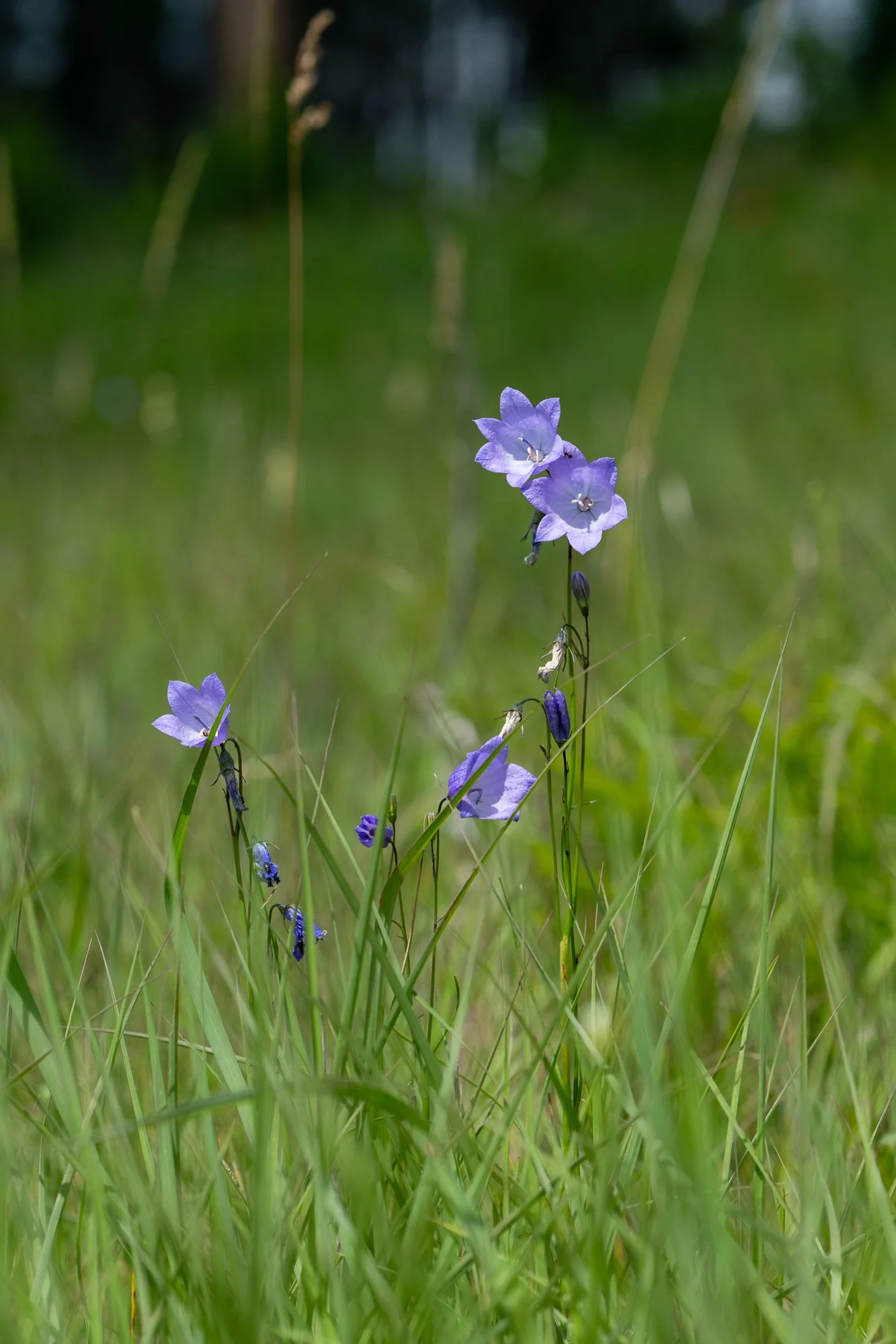 Harebell