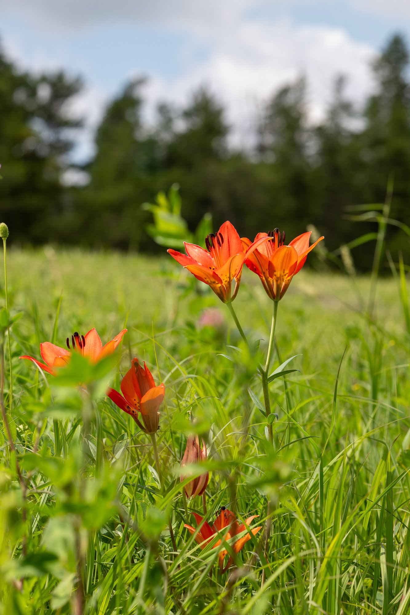 Wood Lily
