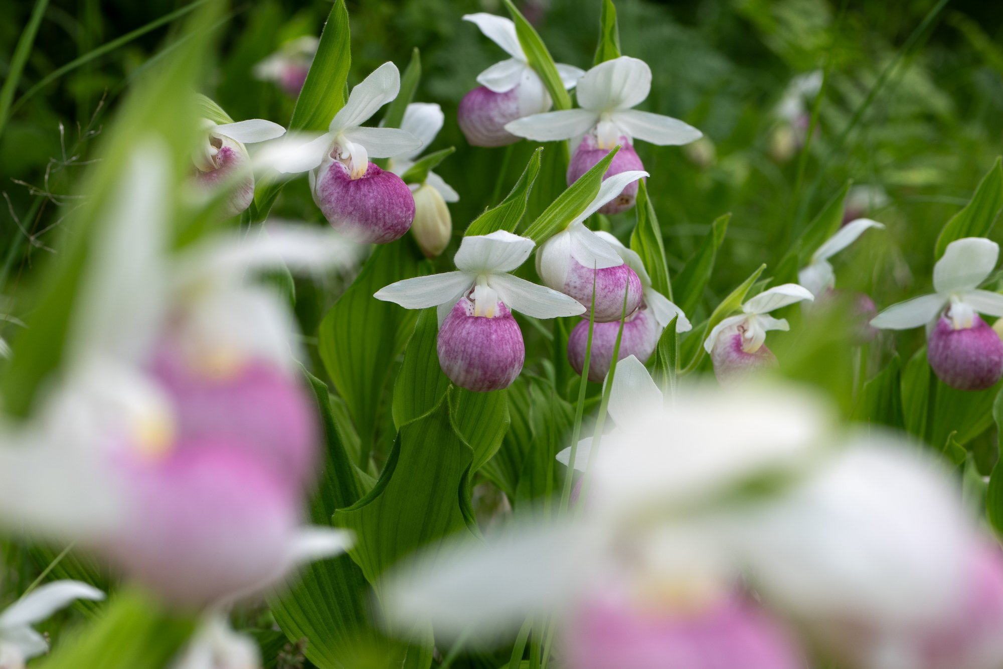 Showy Lady's Slipper