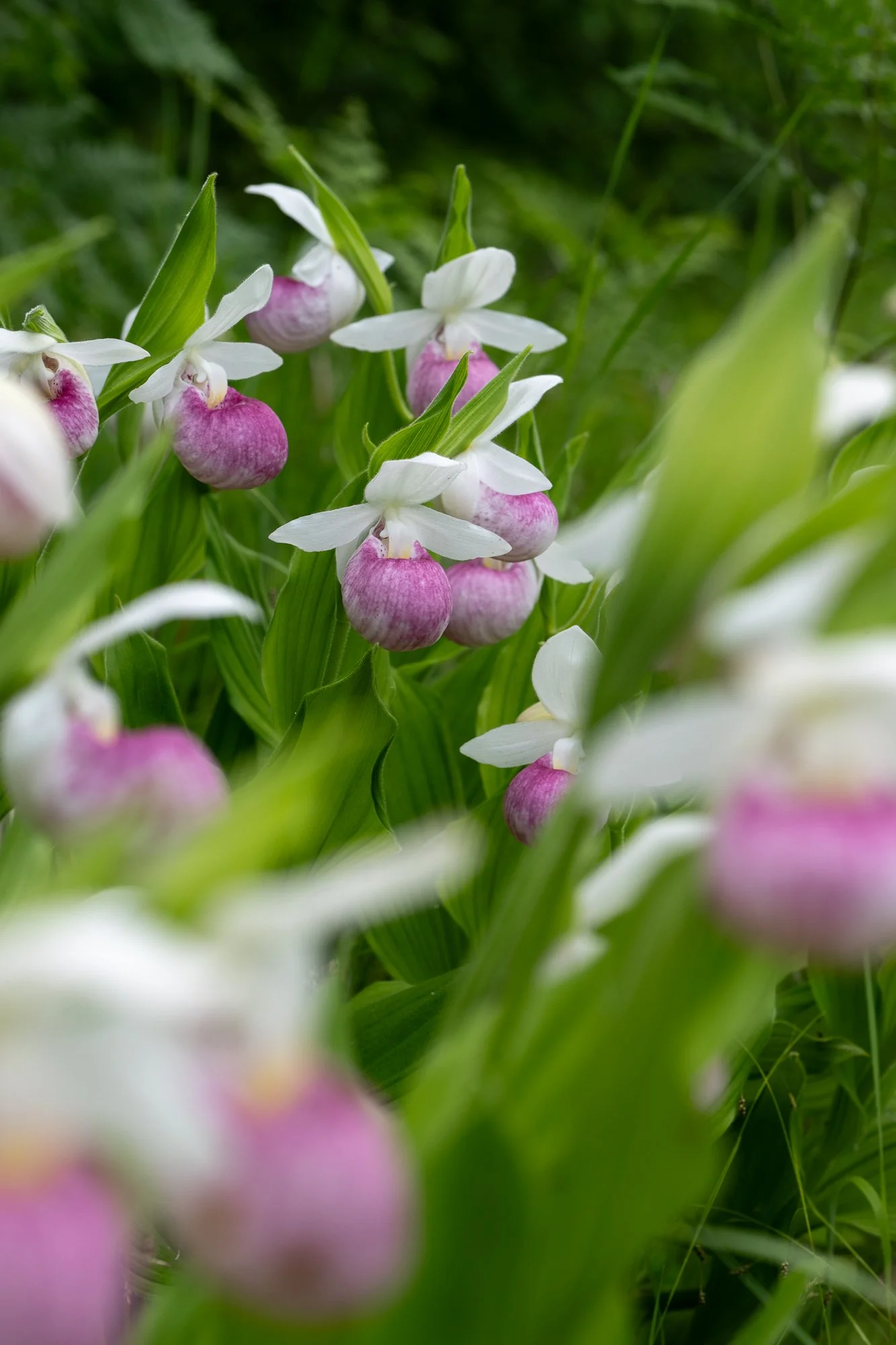 Showy Lady's Slipper