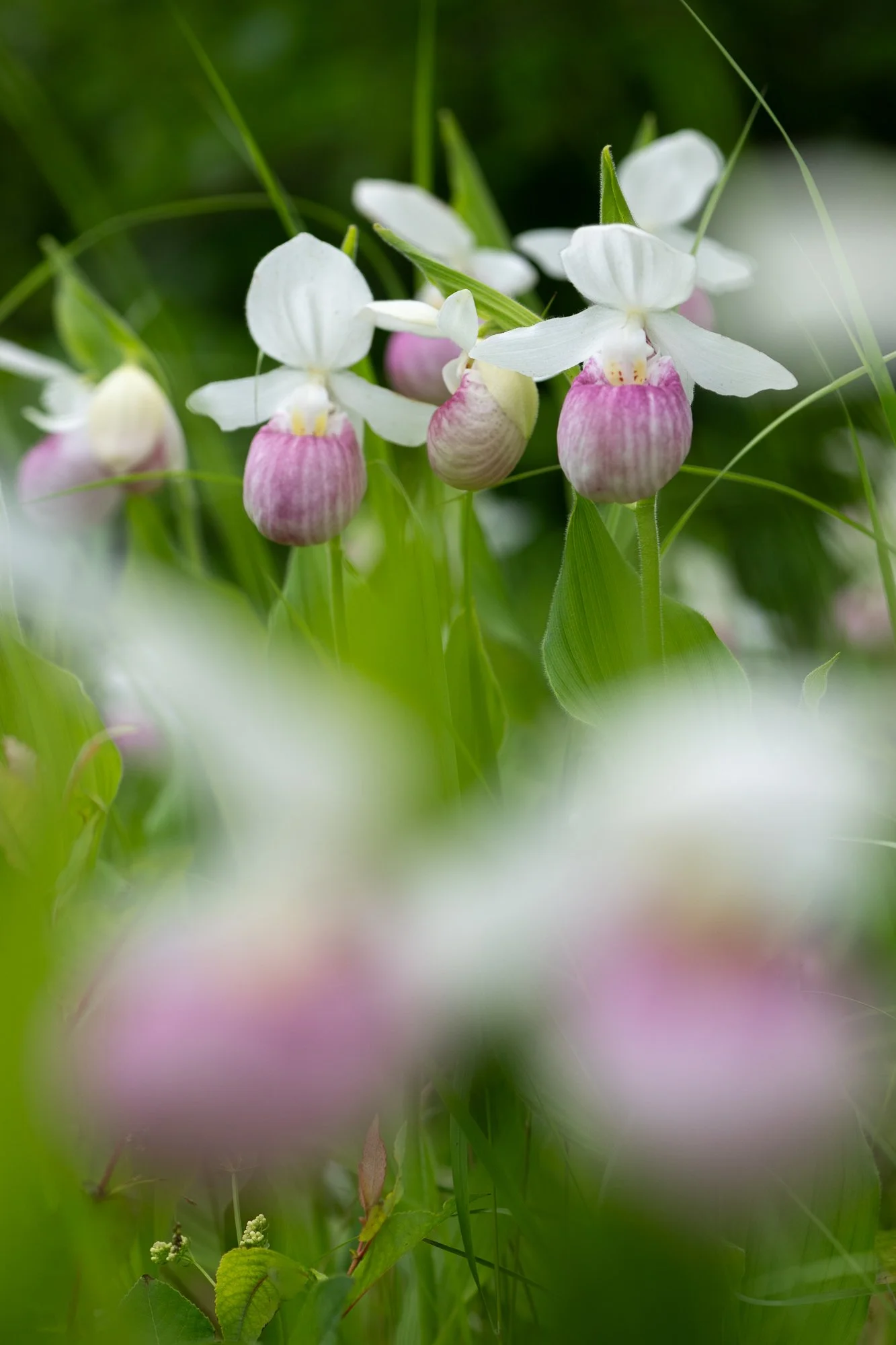 Showy Lady's Slipper