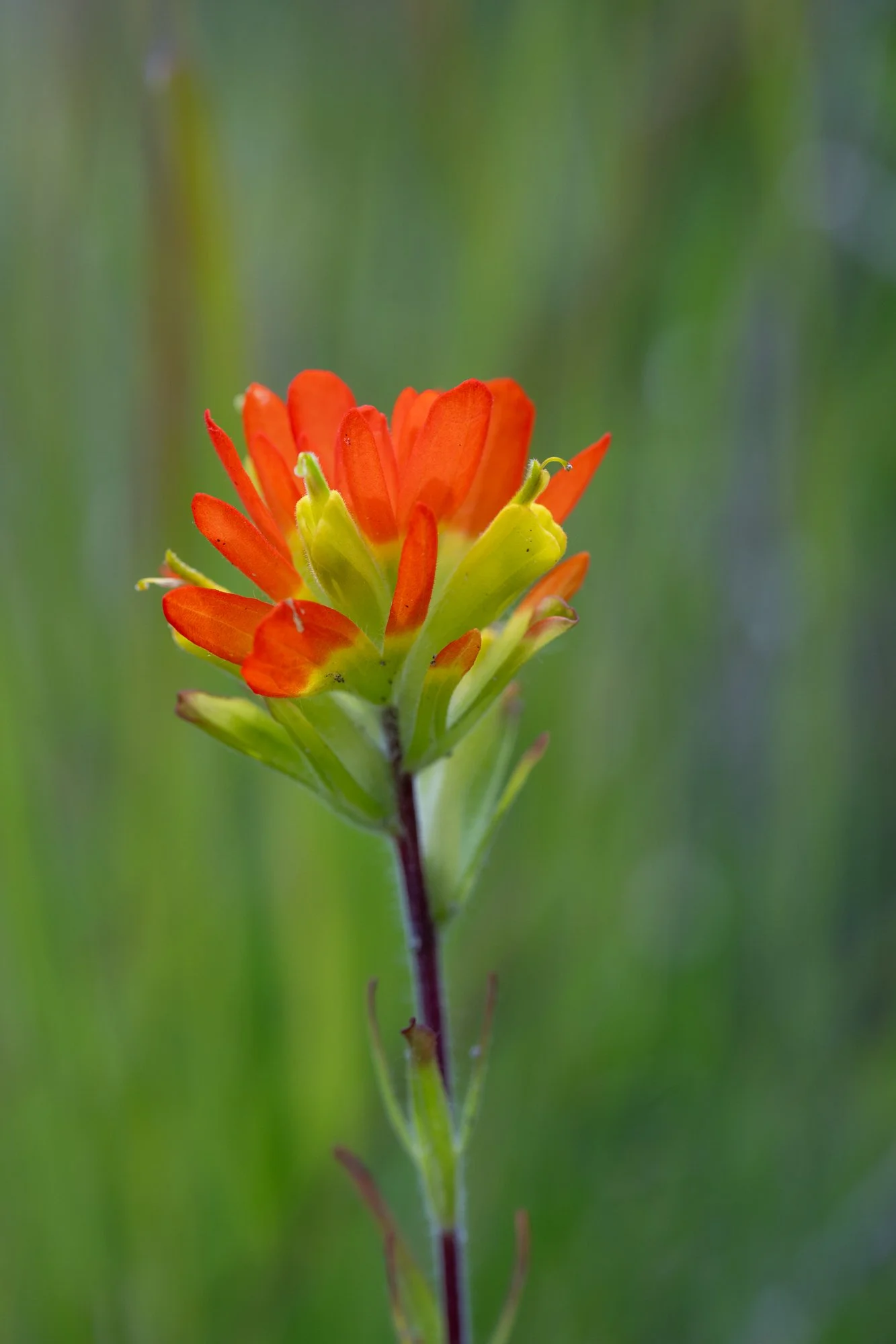 Scarlet Paintbrush
