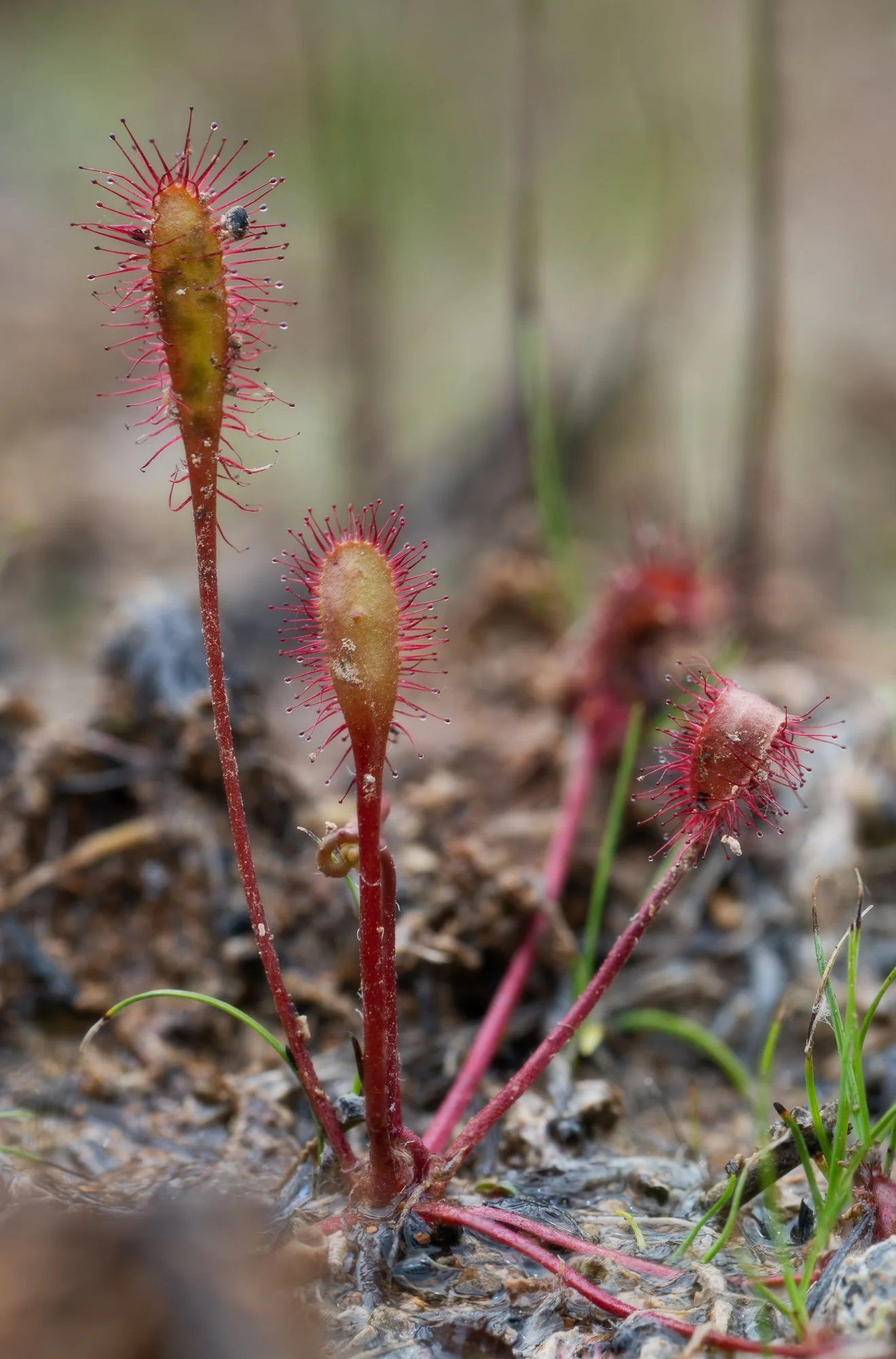 Sundew