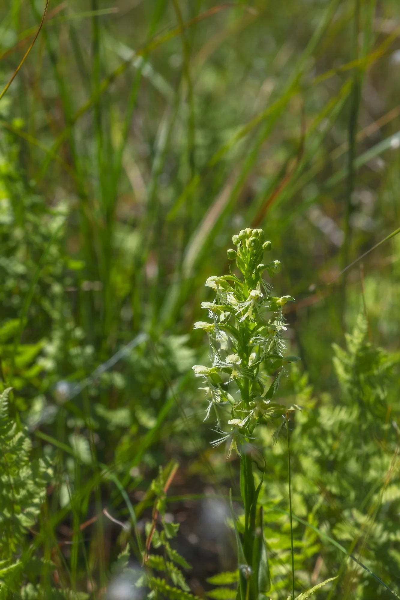 Ragged Fringed Orchid
