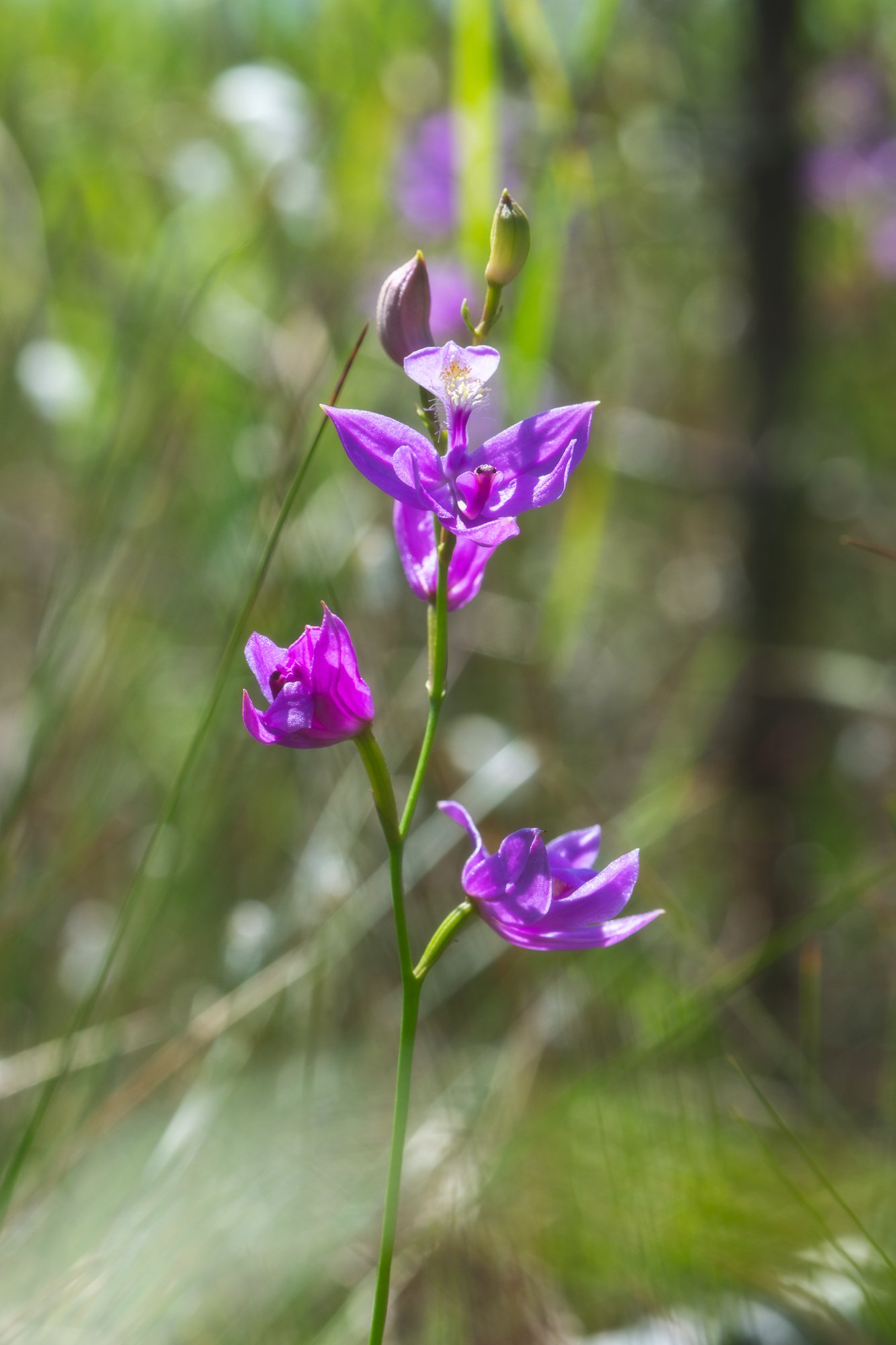 Grasspink Orchid