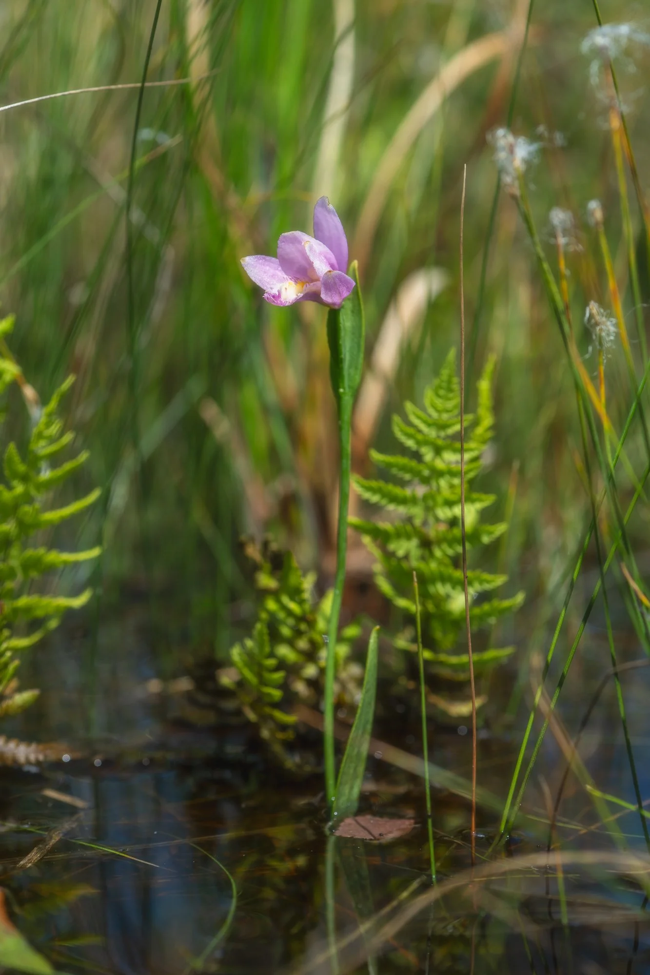 Rose Pogonia