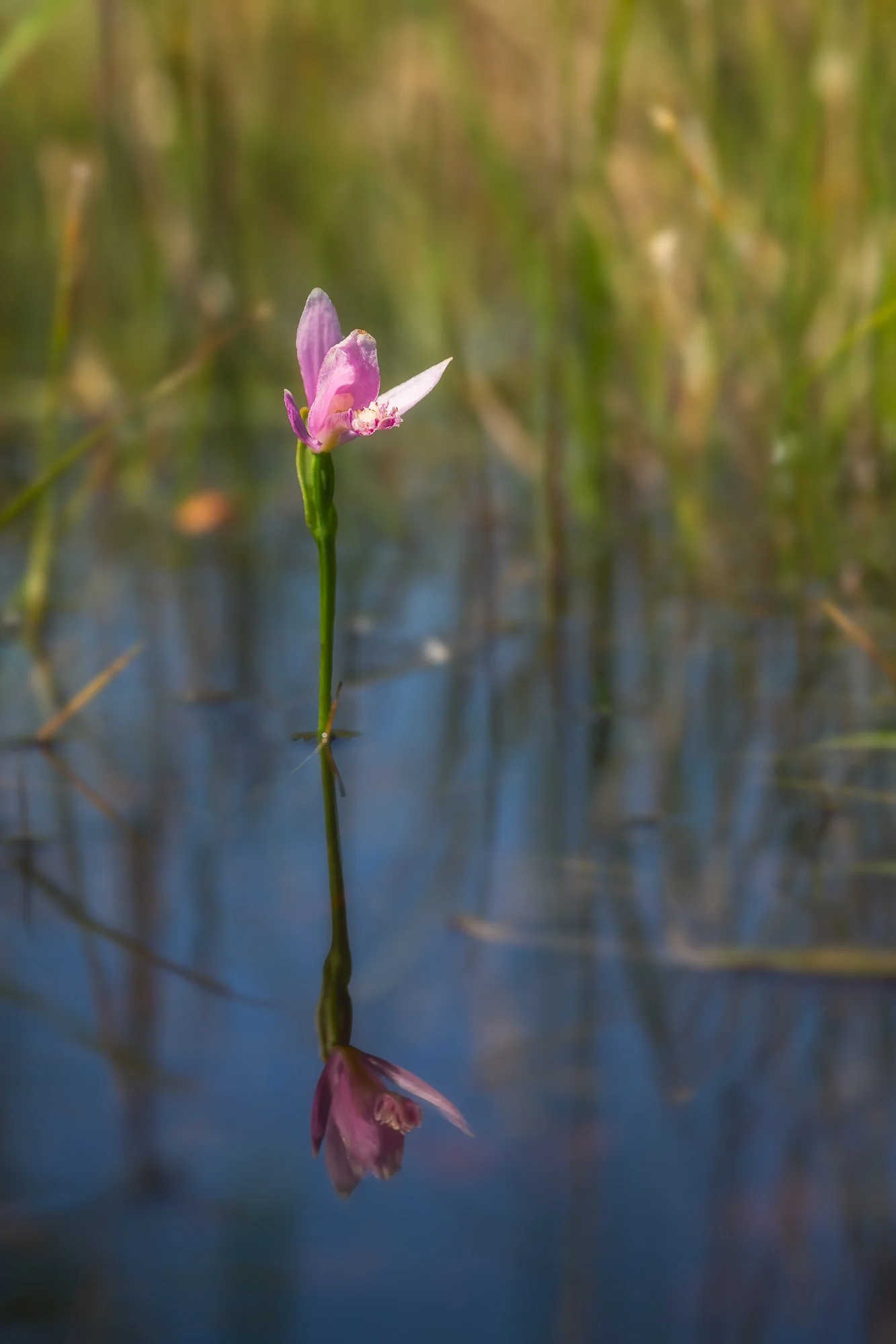 Rose Pogonia