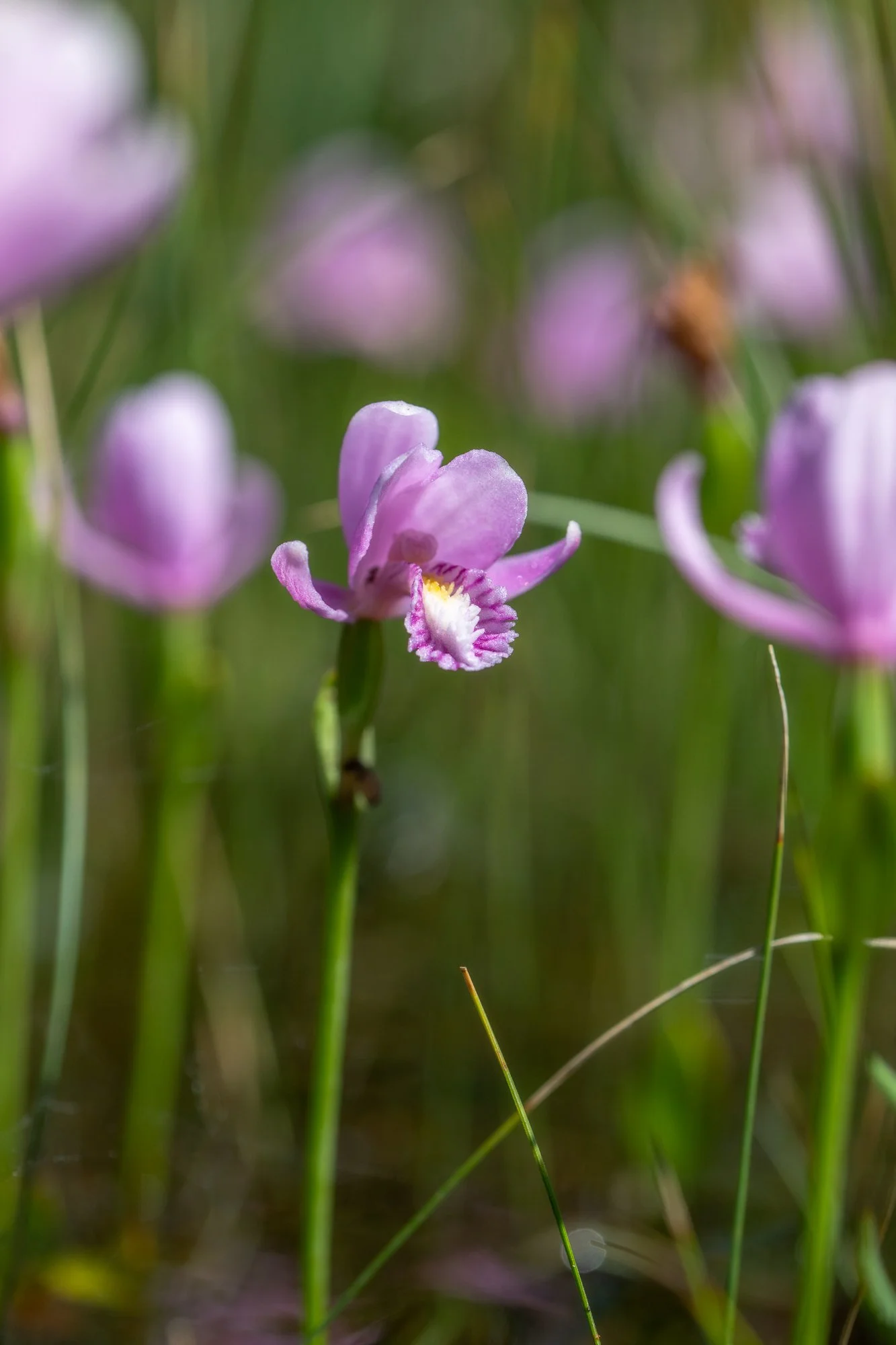 Rose Pogonia