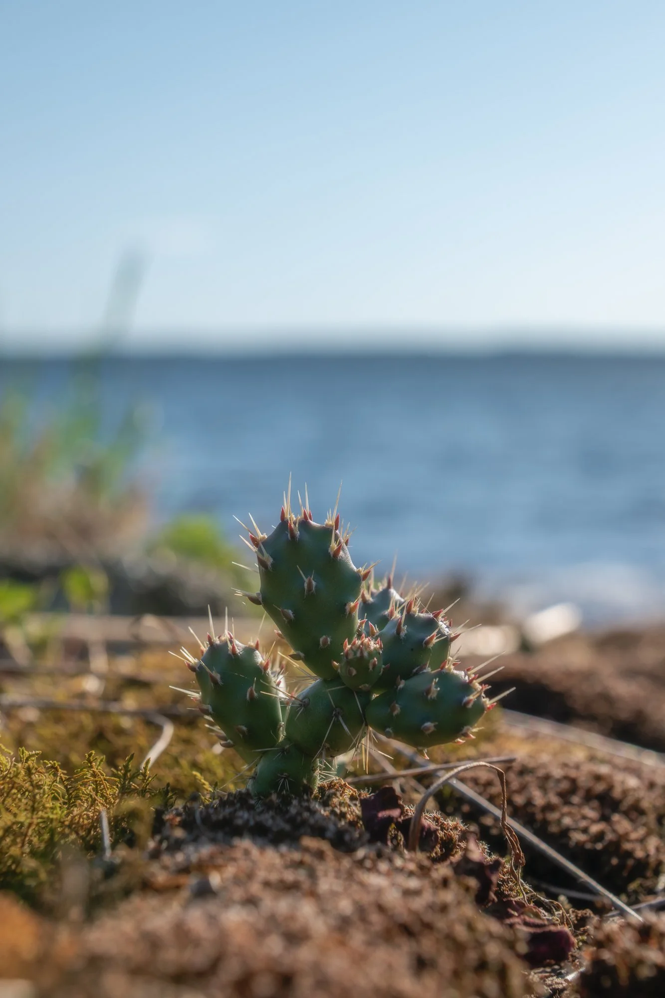 Brittle Prickly Pear