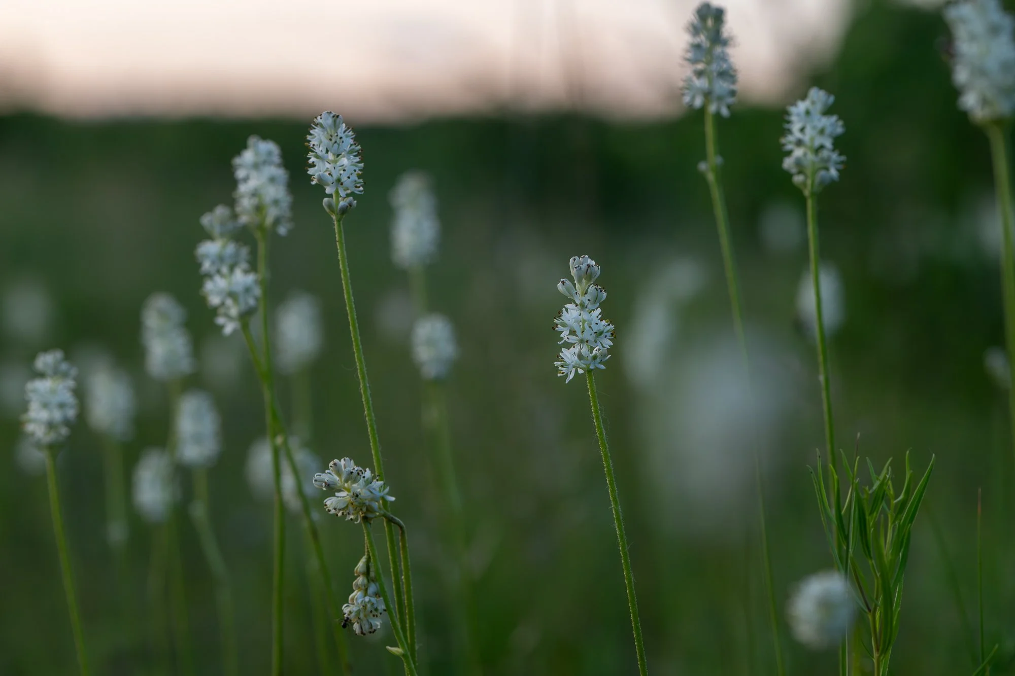 Ryan Lucenkiw_Prairie Abstract-8979.jpg