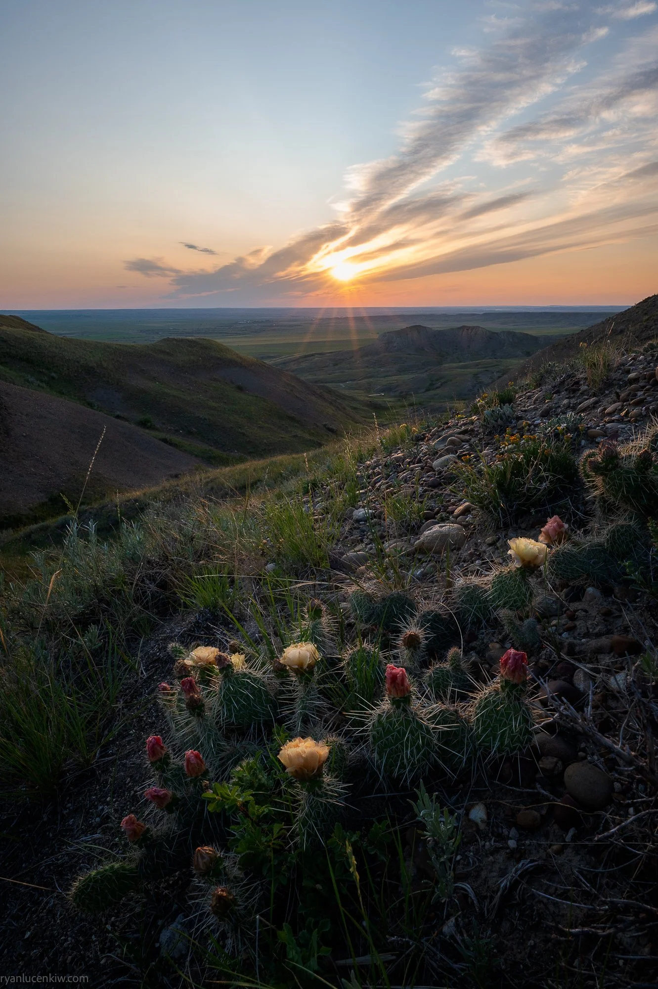 Ryan Lucenkiw_Grasslands-2104.jpg