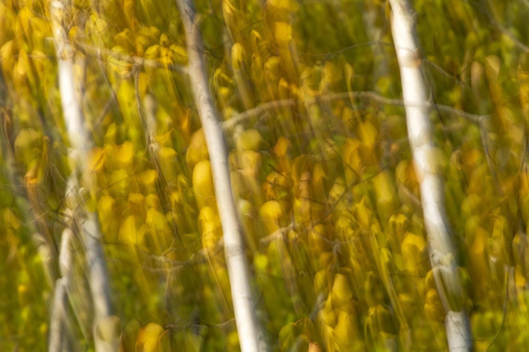 Ryan Lucenkiw_Prairie Abstract-0451.jpg