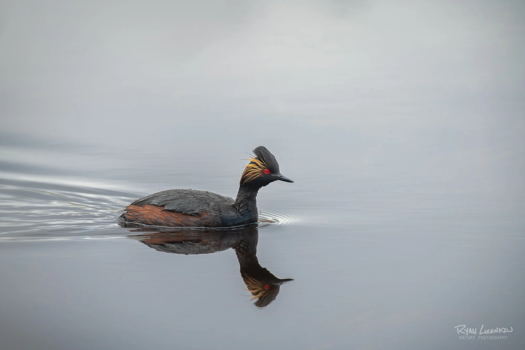  Eared Grebe 