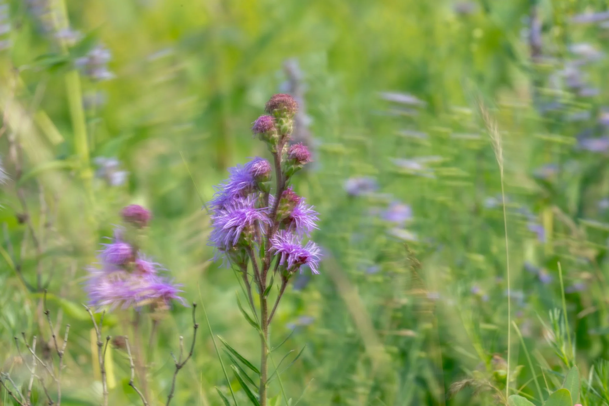 Ryan Lucenkiw_Prairie Abstract-7441.jpg