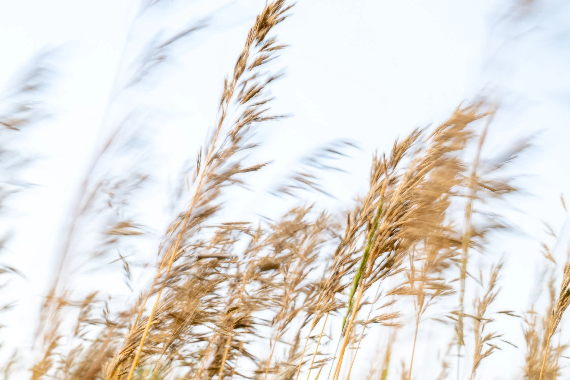 Ryan Lucenkiw_Prairie Abstract-7006.jpg