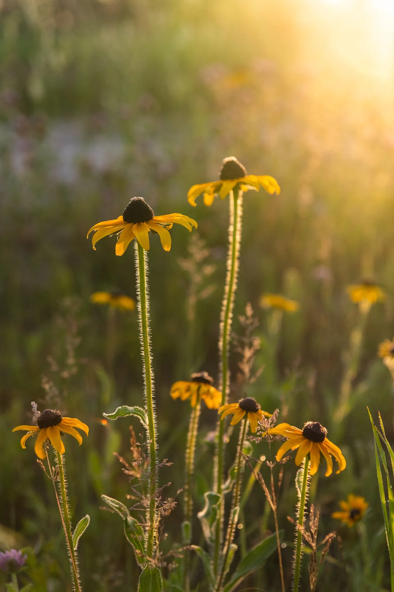 Ryan Lucenkiw_Prairie Abstract-7697.jpg