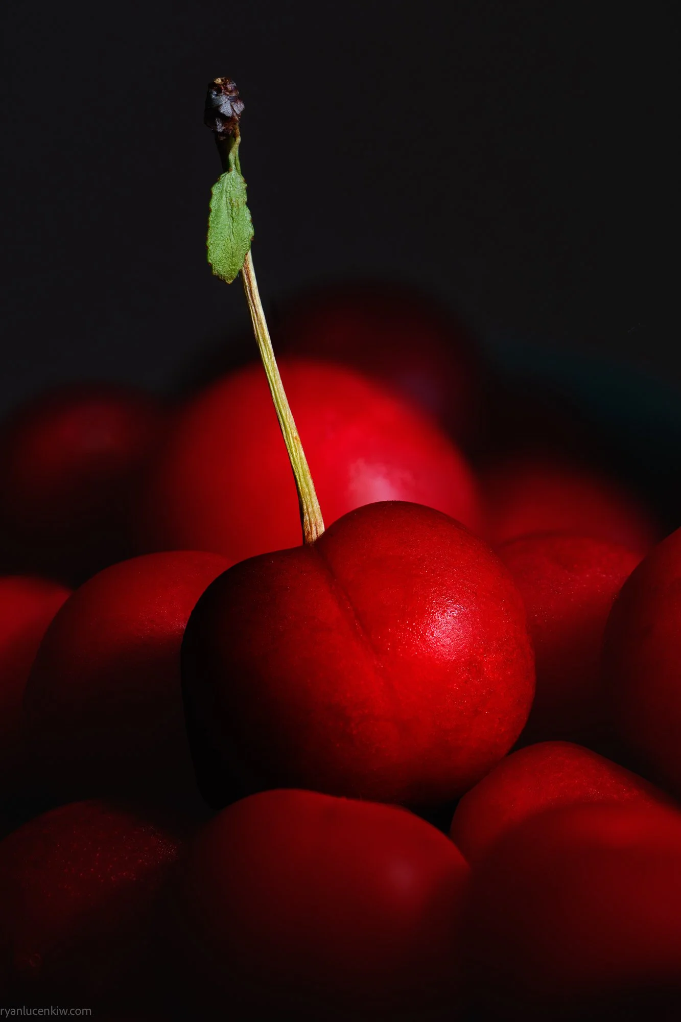 sour cherry-1102.jpg