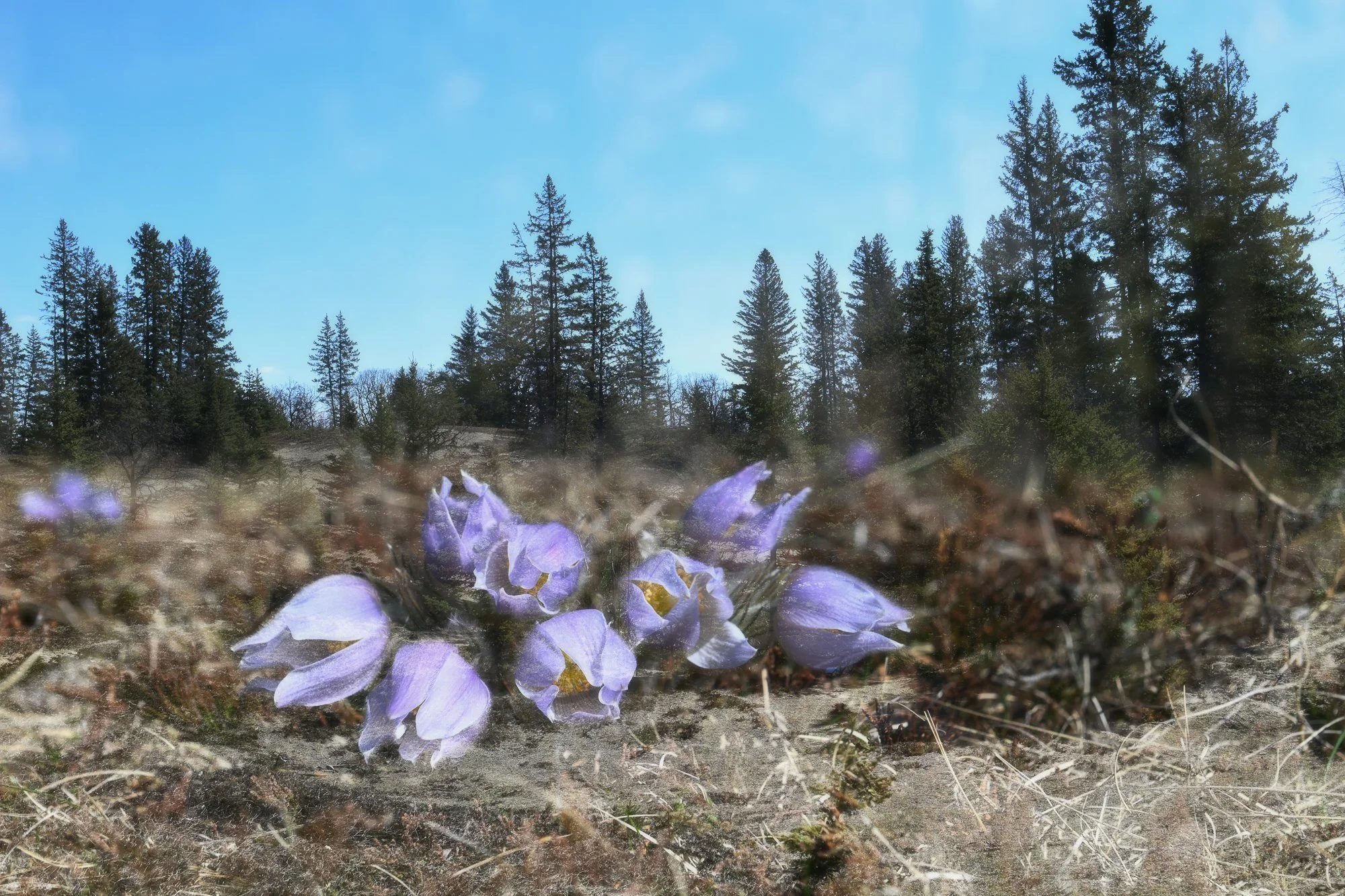  A double exposure layered with a photo of the environment the flower was found in. 