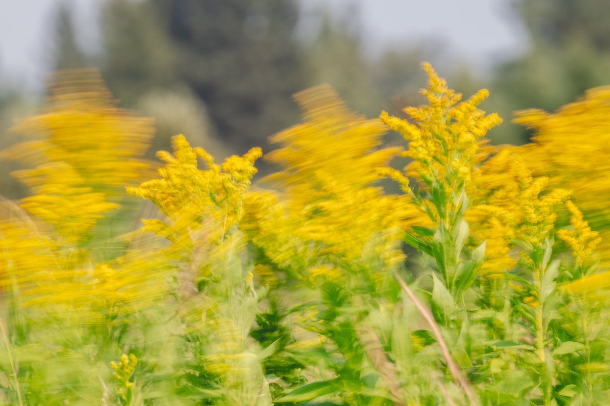 Ryan Lucenkiw_Prairie Abstract-7324.jpg