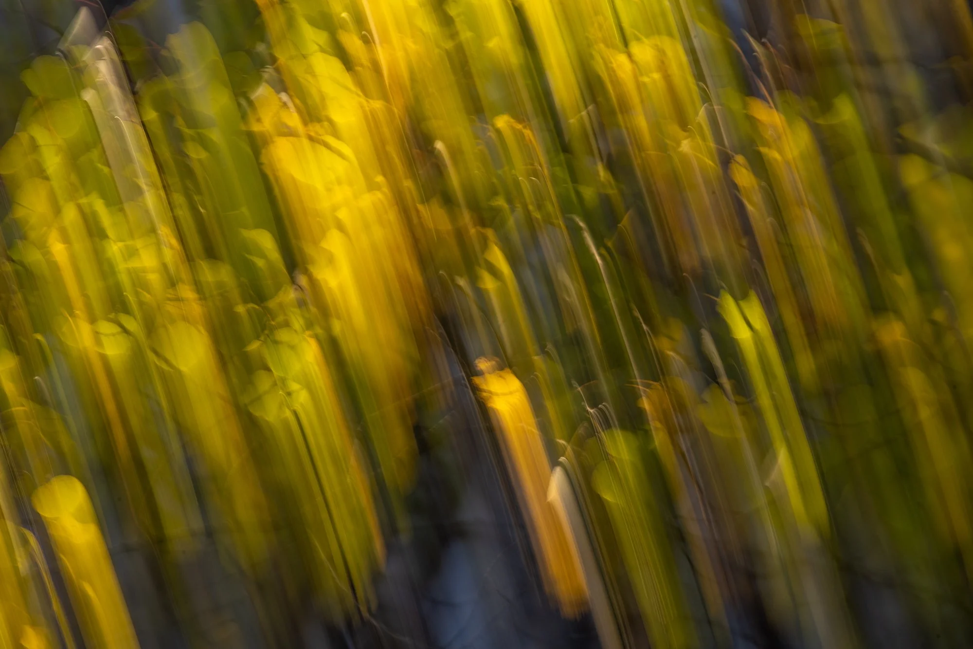 Ryan Lucenkiw_Prairie Abstract-0567.jpg