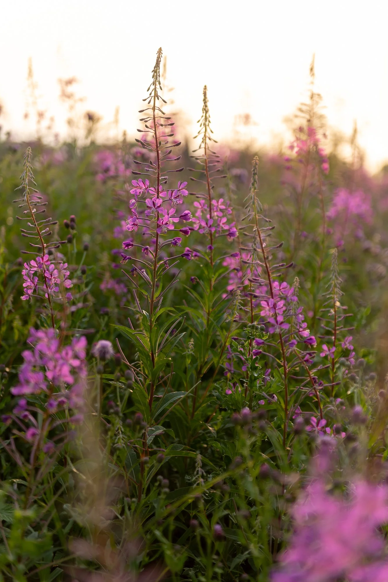 Ryan Lucenkiw_Prairie Abstract-8540.jpg