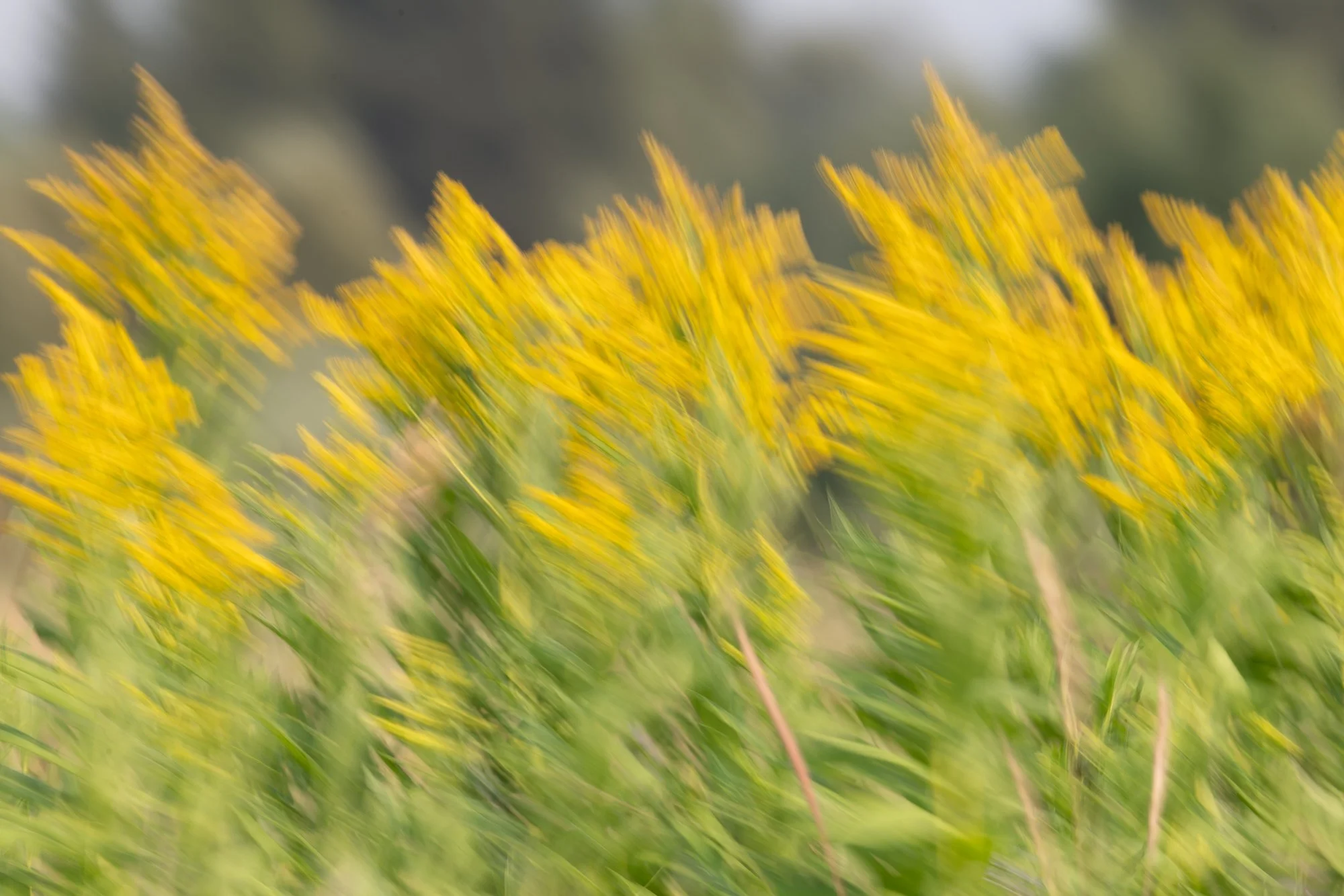 Ryan Lucenkiw_Prairie Abstract-7311.jpg